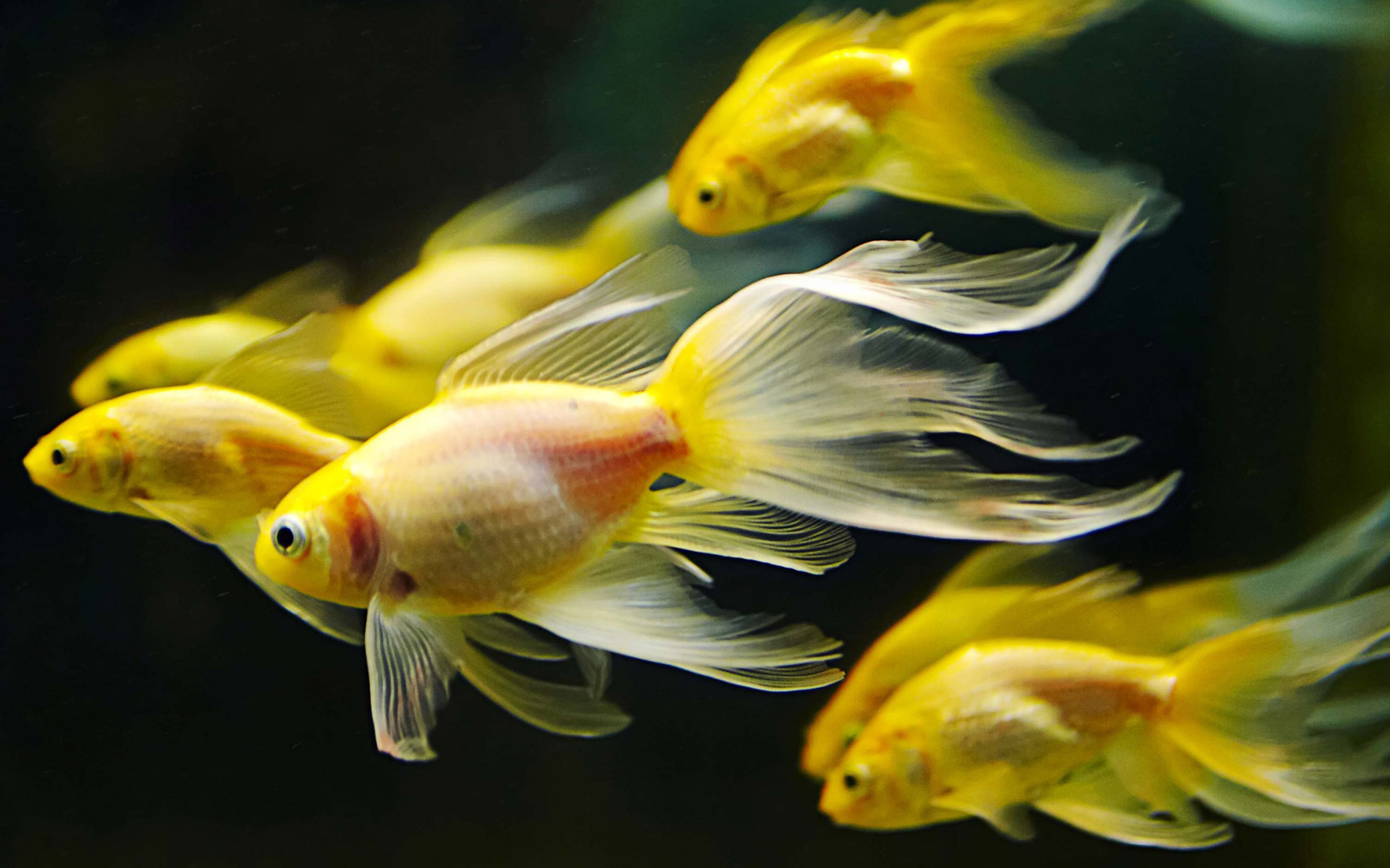 28+ Best HD Aquarium Fish Wallpapers
