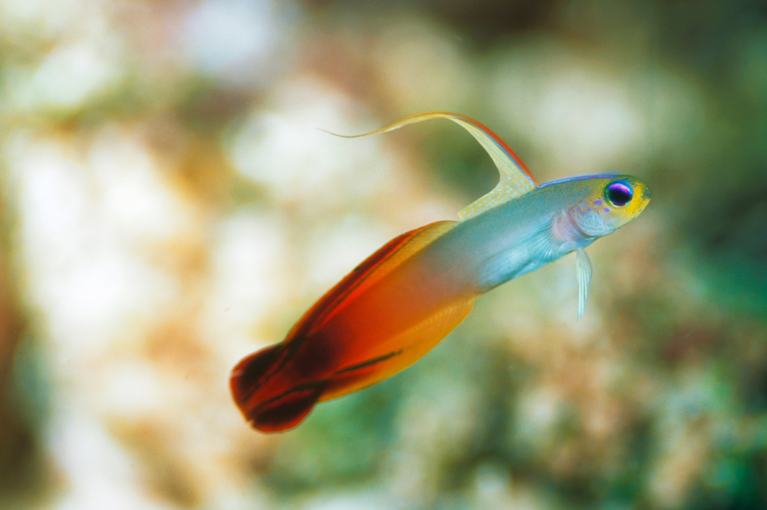 Five Aquarium Fish Best Left in the Ocean | Hakai Magazine