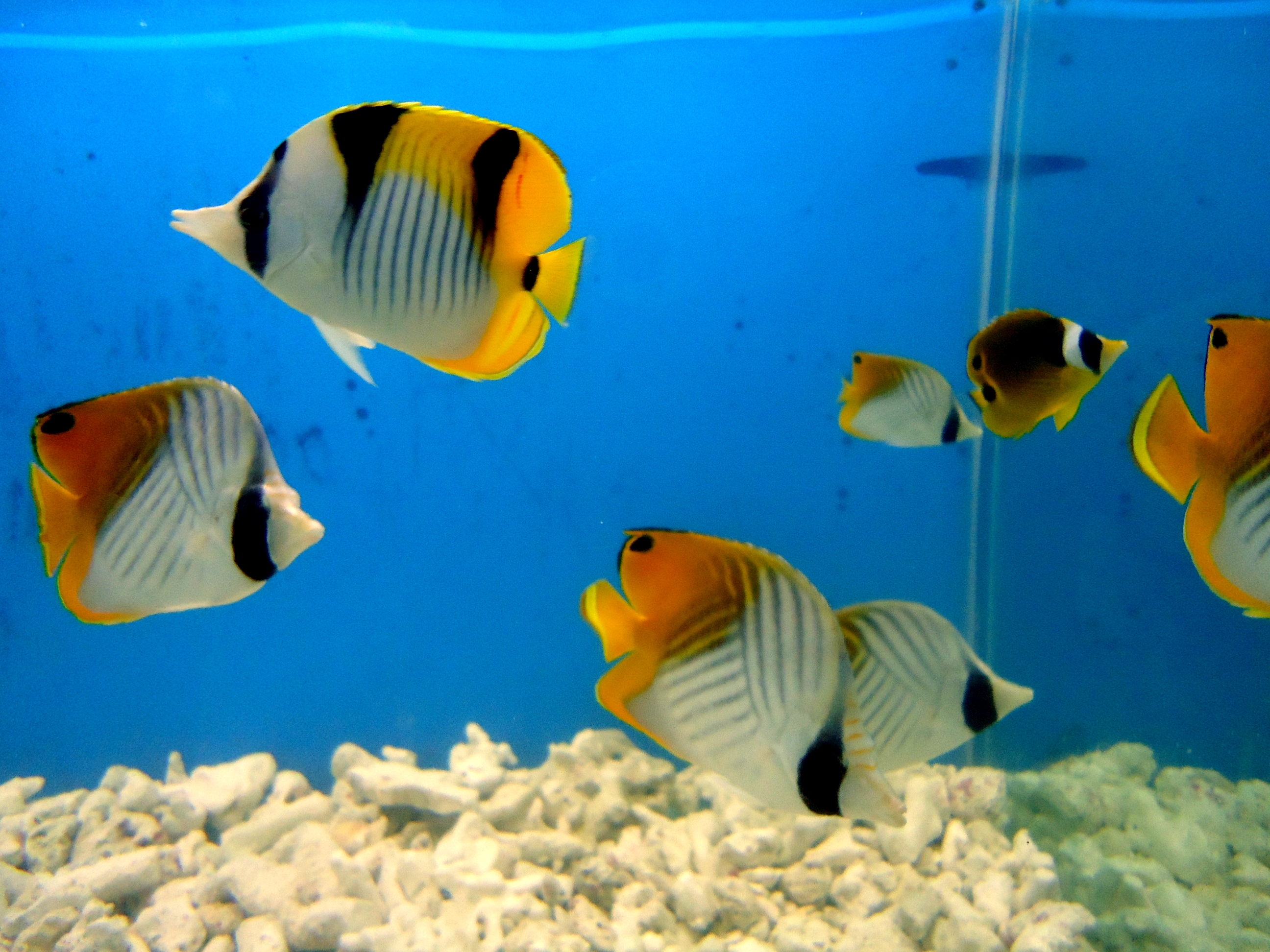File:Yellow Aquarium Fish.JPG - Wikimedia Commons