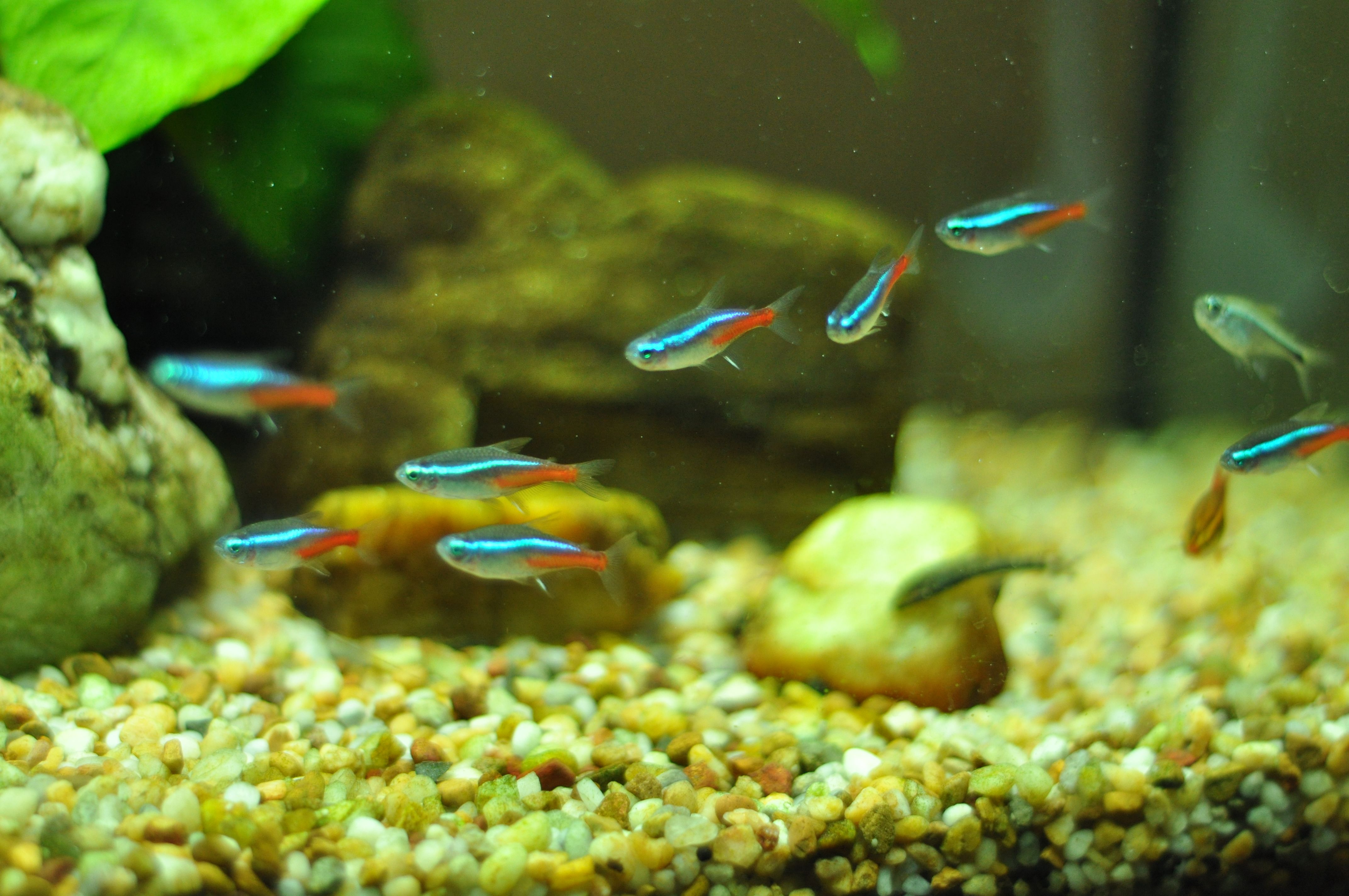 neon tetra freshwater fish | Under Water | Pinterest | Freshwater ...