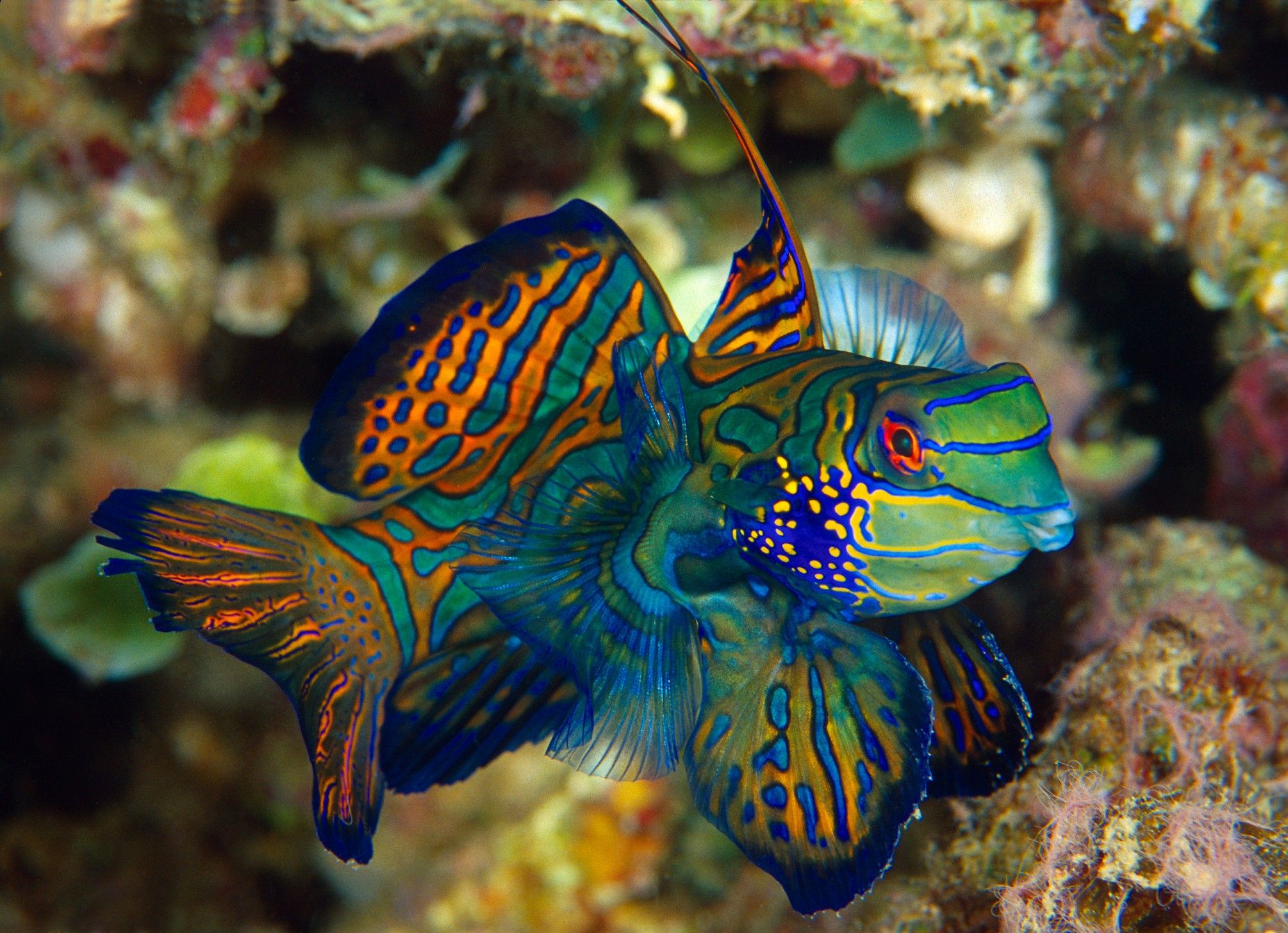 Five Aquarium Fish Best Left in the Ocean | Hakai Magazine | Aqua ...