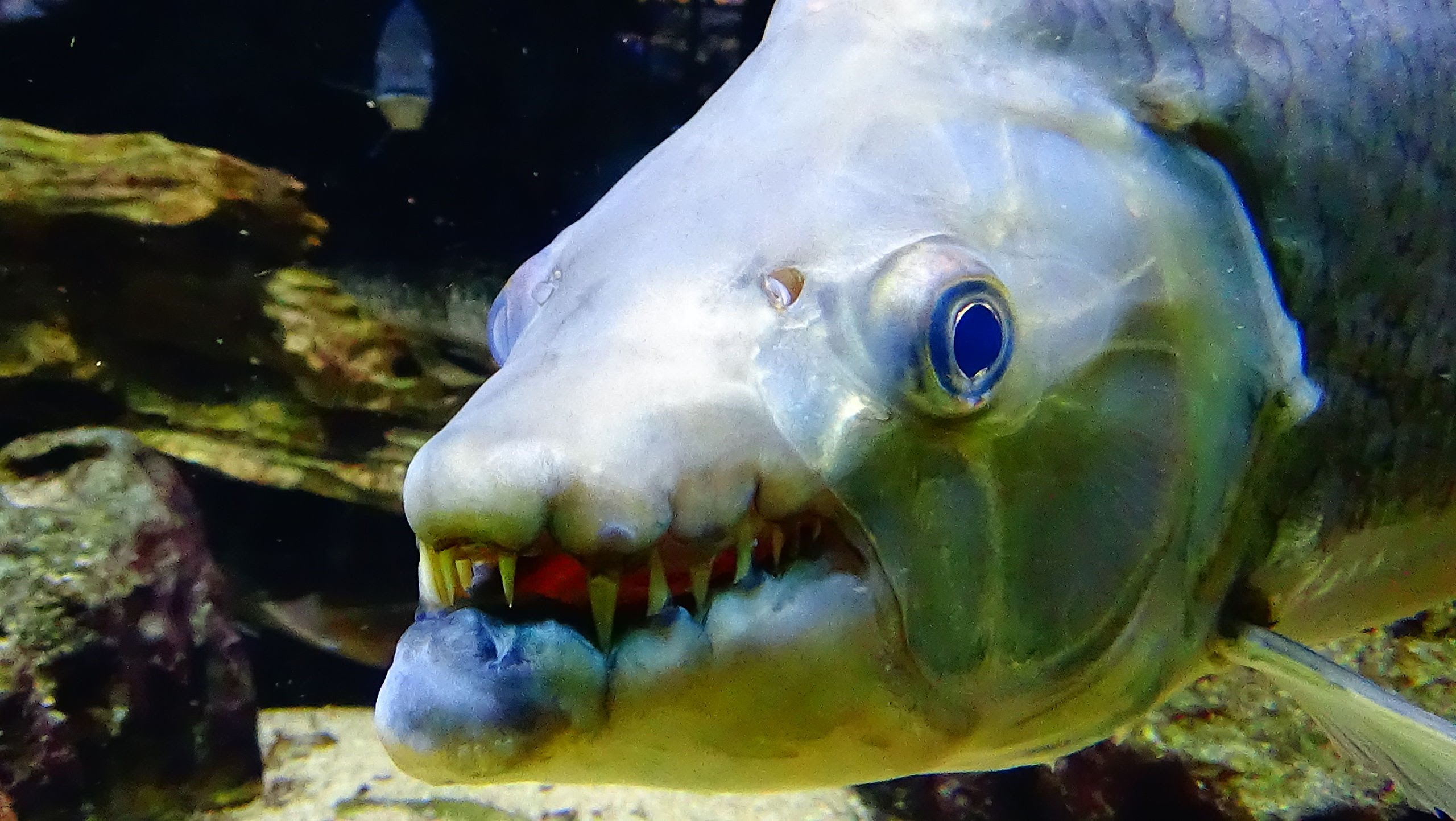The Top 10 Most Dangerous Aquarium Fish (GIANT FANGS, POISONOUS ...