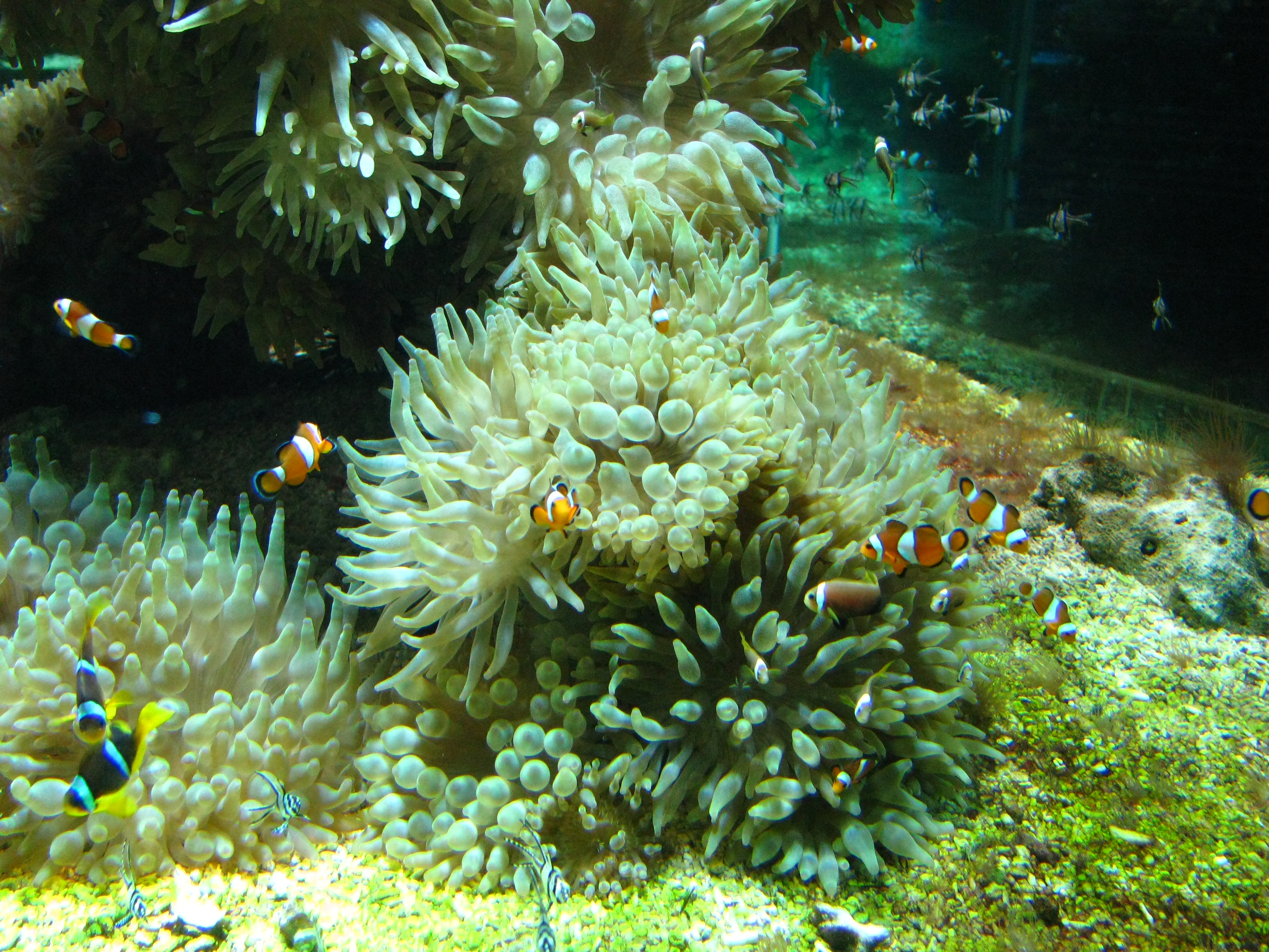 Aquarium in oceanographic museum in mont photo