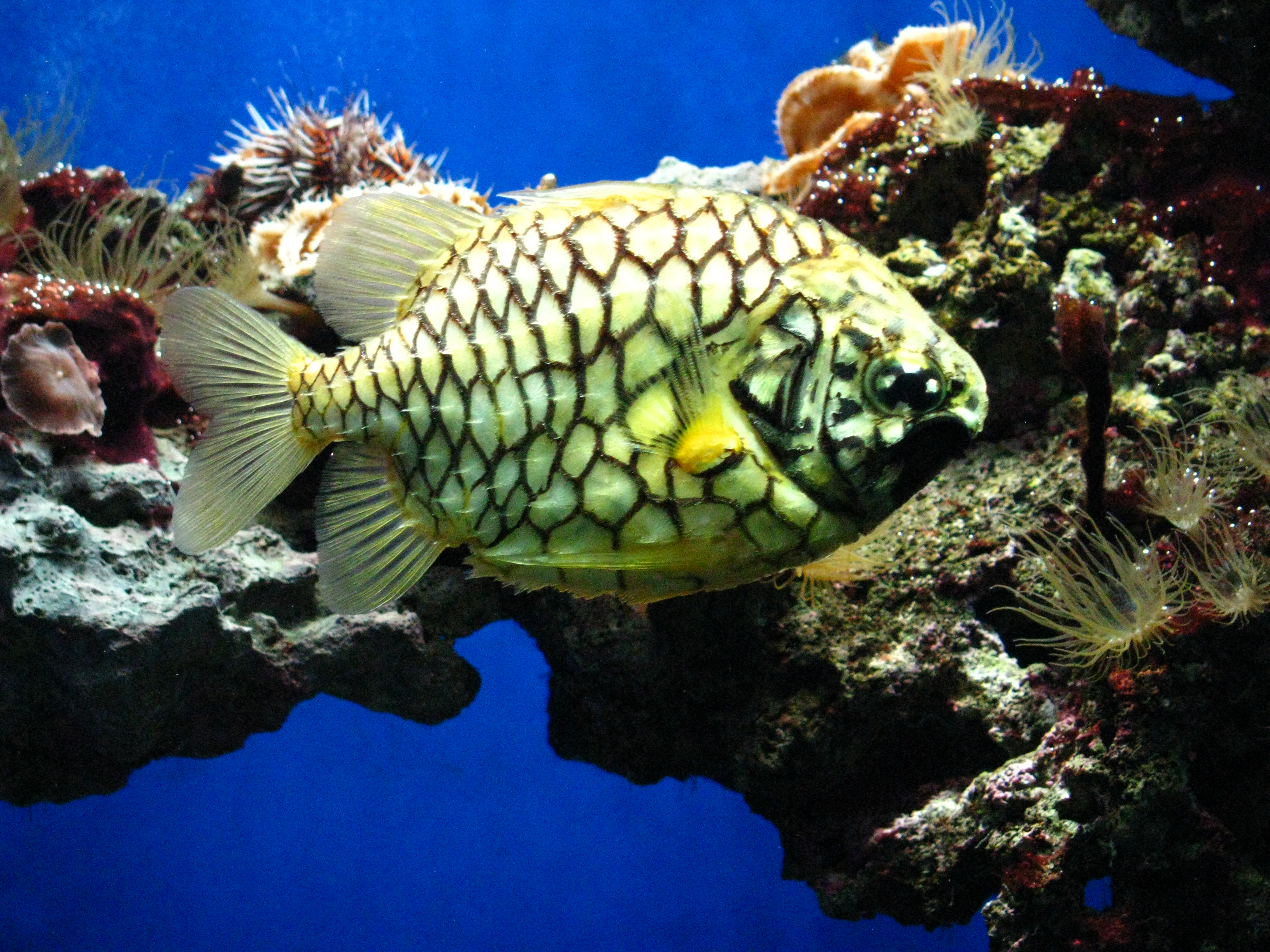 Aquarium in oceanographic museum in mont photo