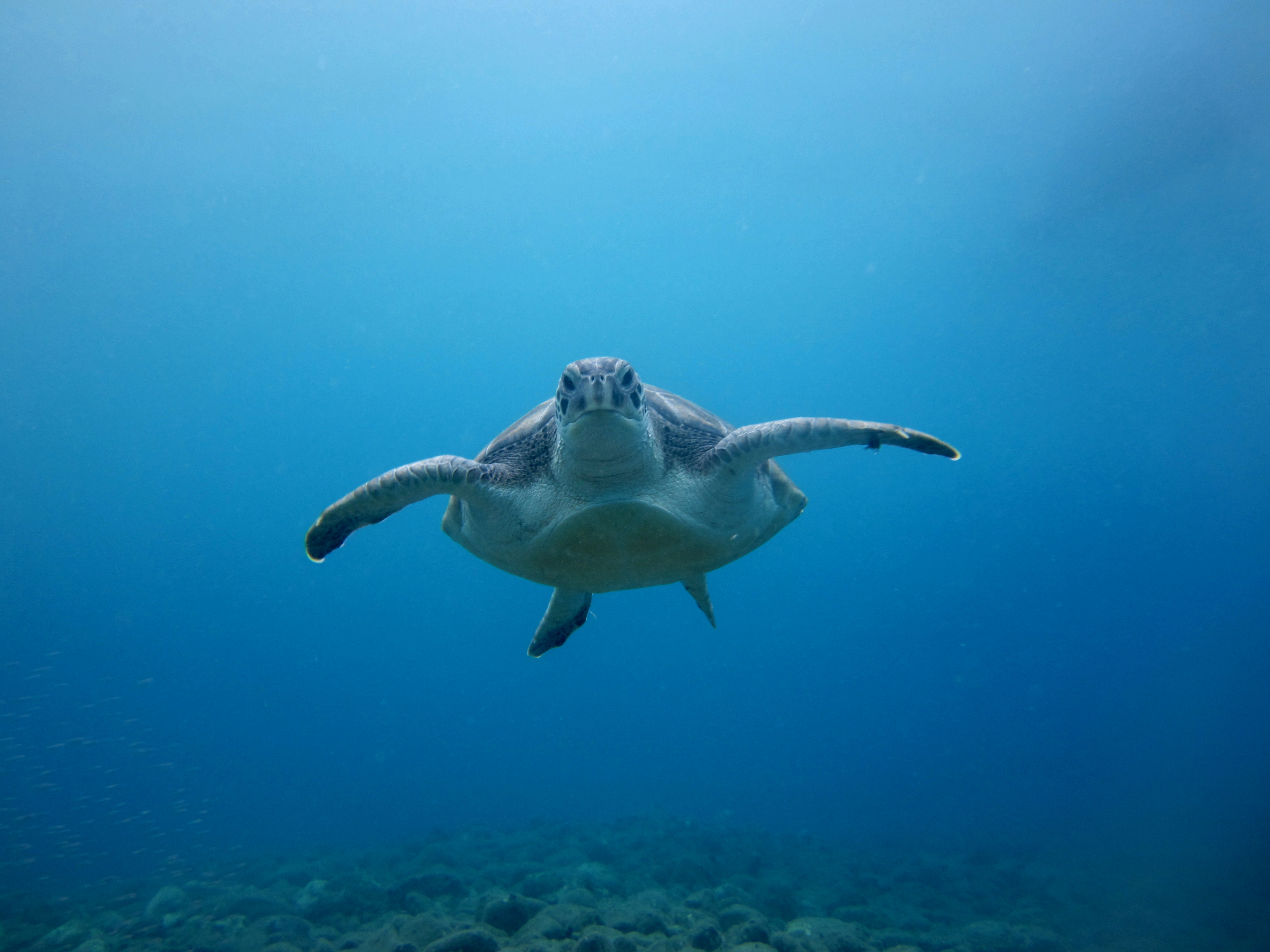 Diving-Tenerife-Aquatic-Life-Sharks-Sting-Rays-Fish (24) – PADI ...