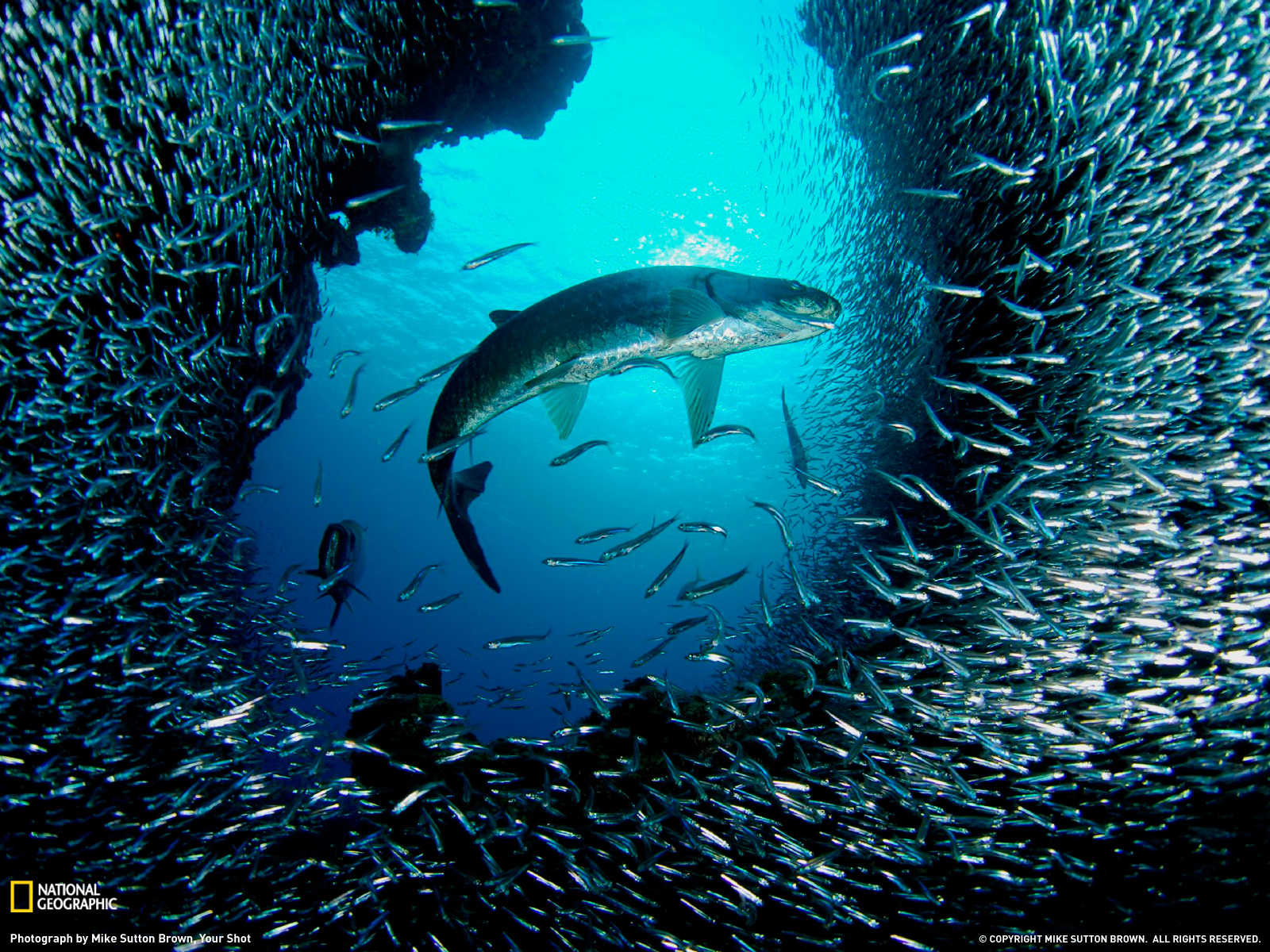 Wallpaperspiolt: National Geographic aquatic life live hd Wallpapers
