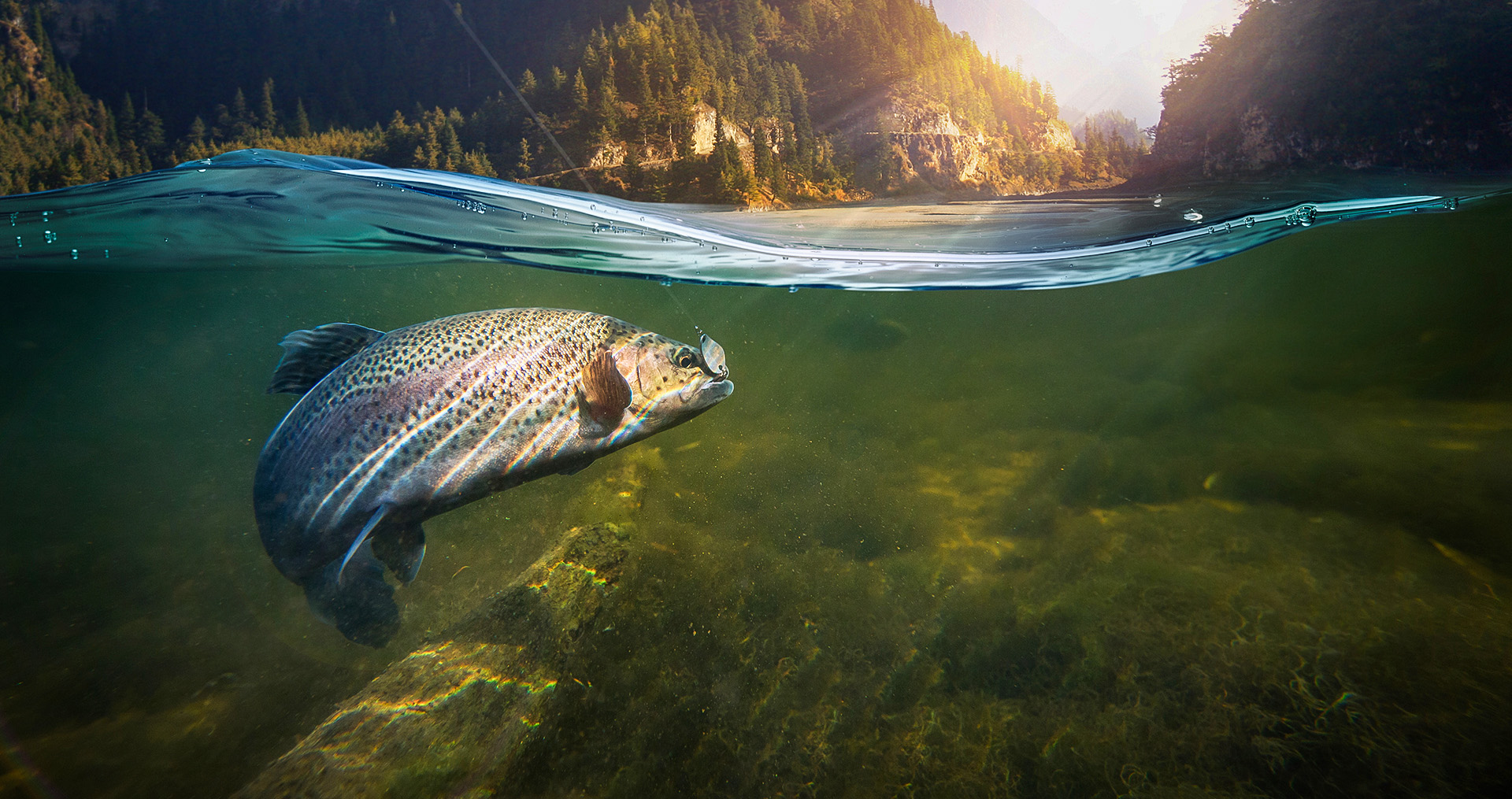 Fish and Aquatic Life - Idaho Power