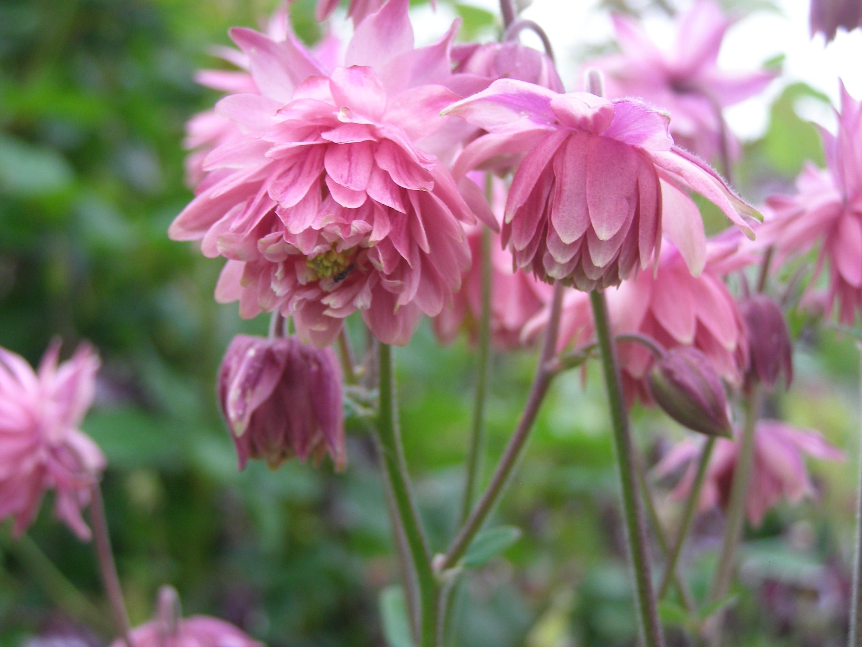 Beautiful pink multi-petalled aquilegia (columbine flower) | Flower ...