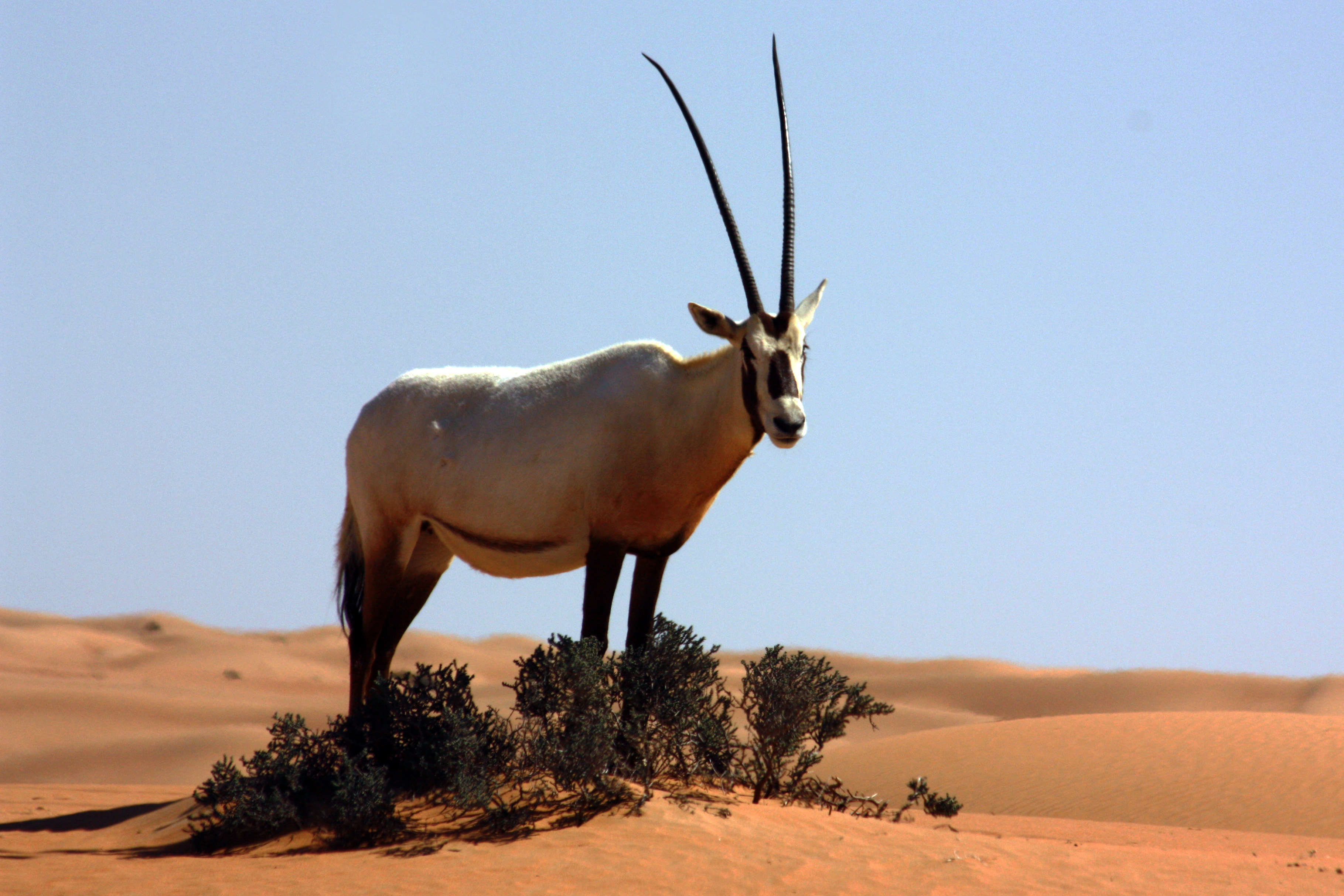 Arabian oryx photo