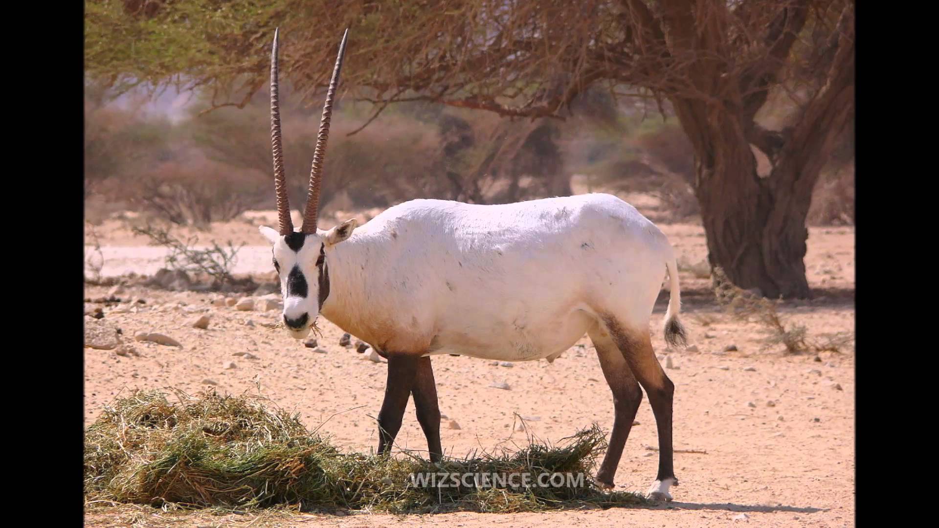 Arabian oryx reintroduction - Video Learning - WizScience.com - YouTube