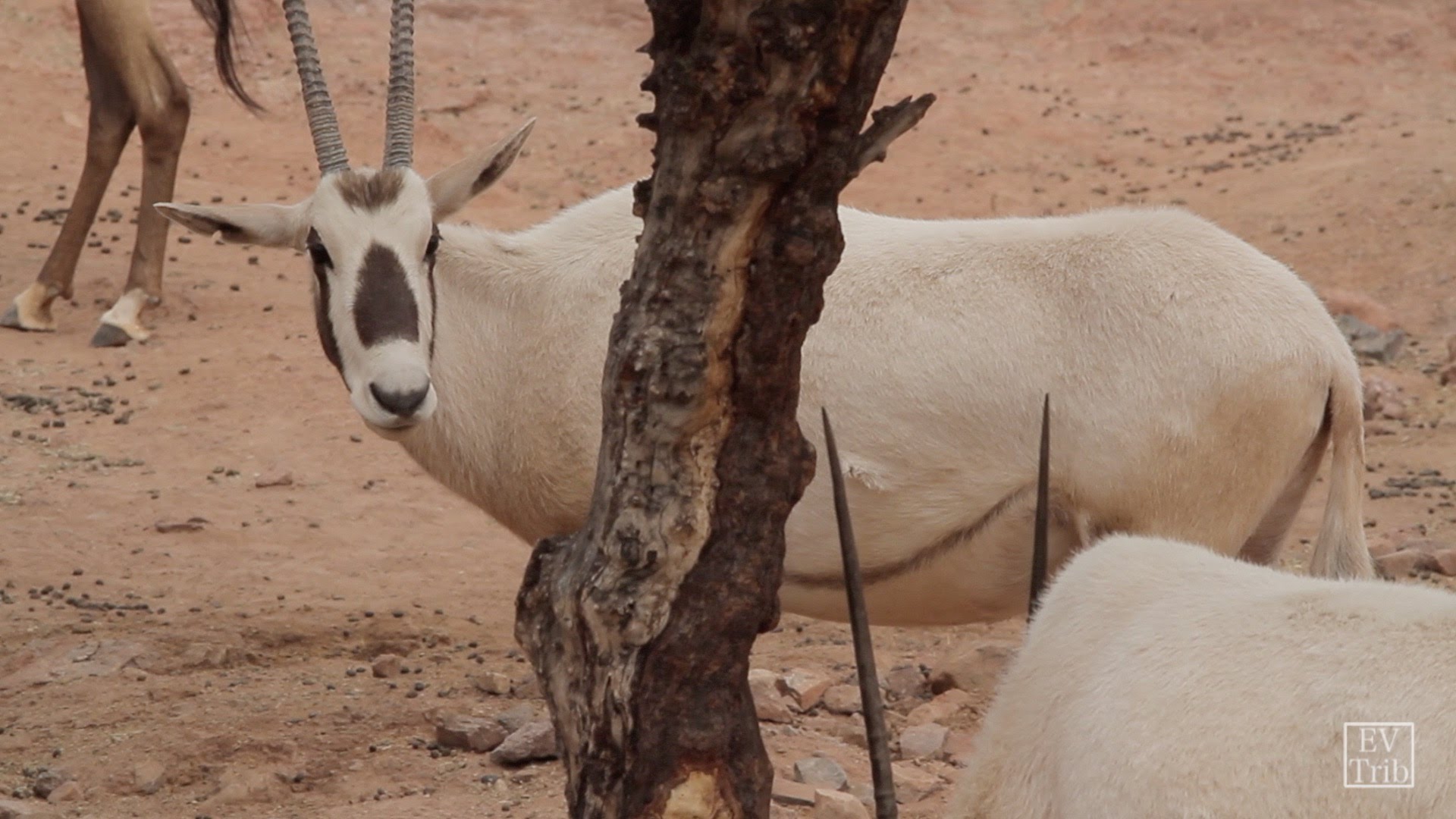 Creature Feature — Arabian Oryx - YouTube