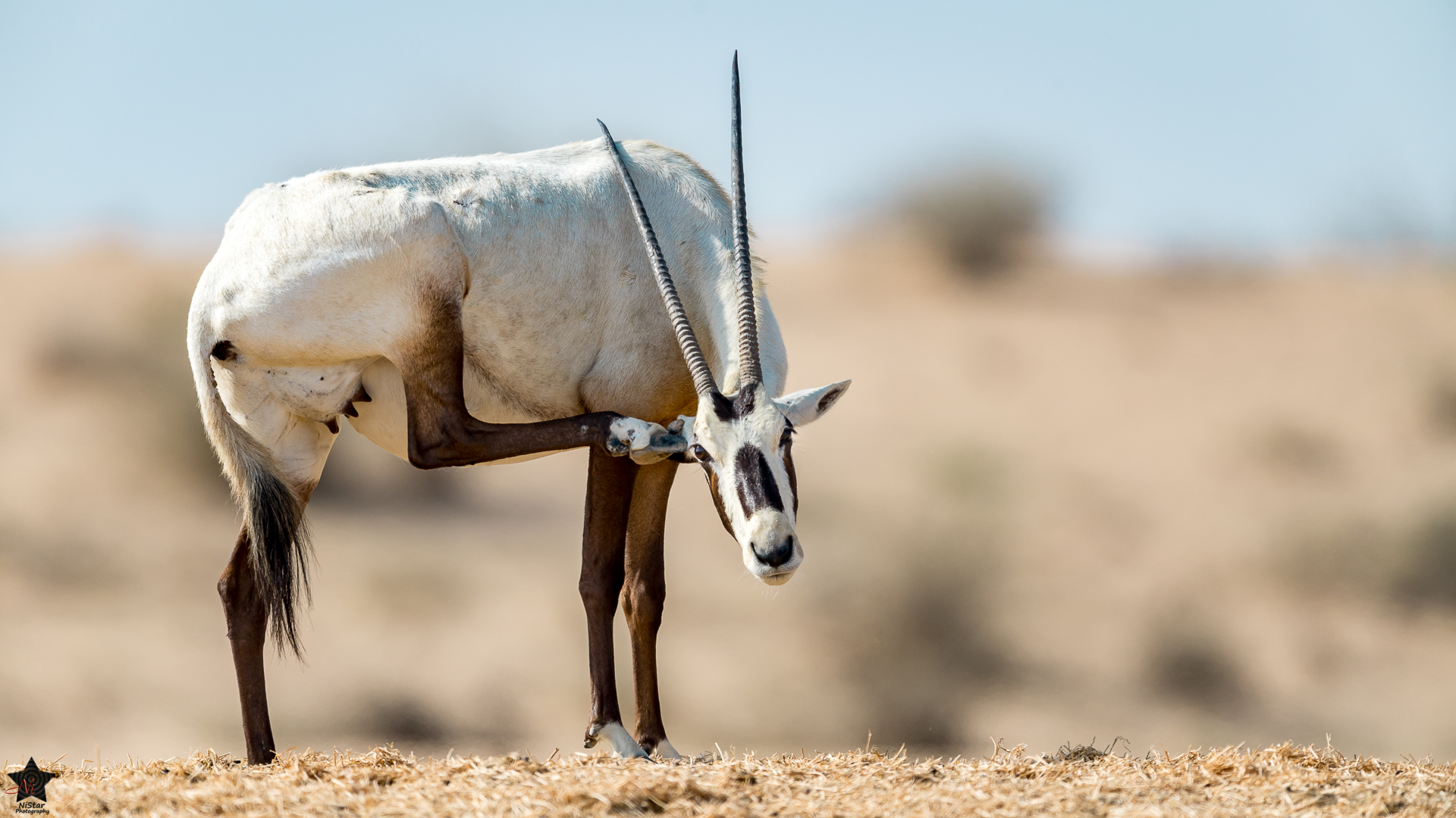 Arabian Oryx – NiStar Photography