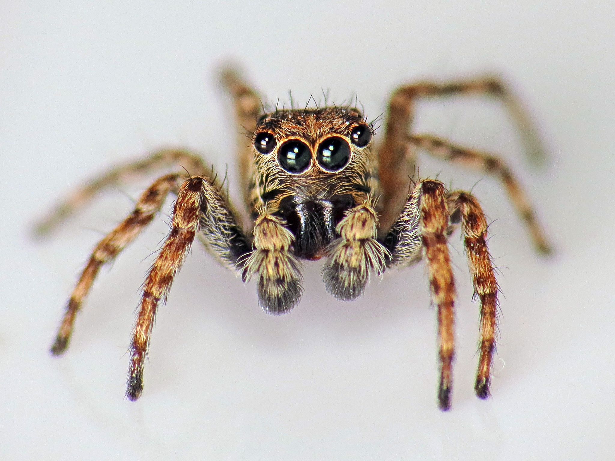 Spiders Arachnophobia is real, people! Spiders are not just ...