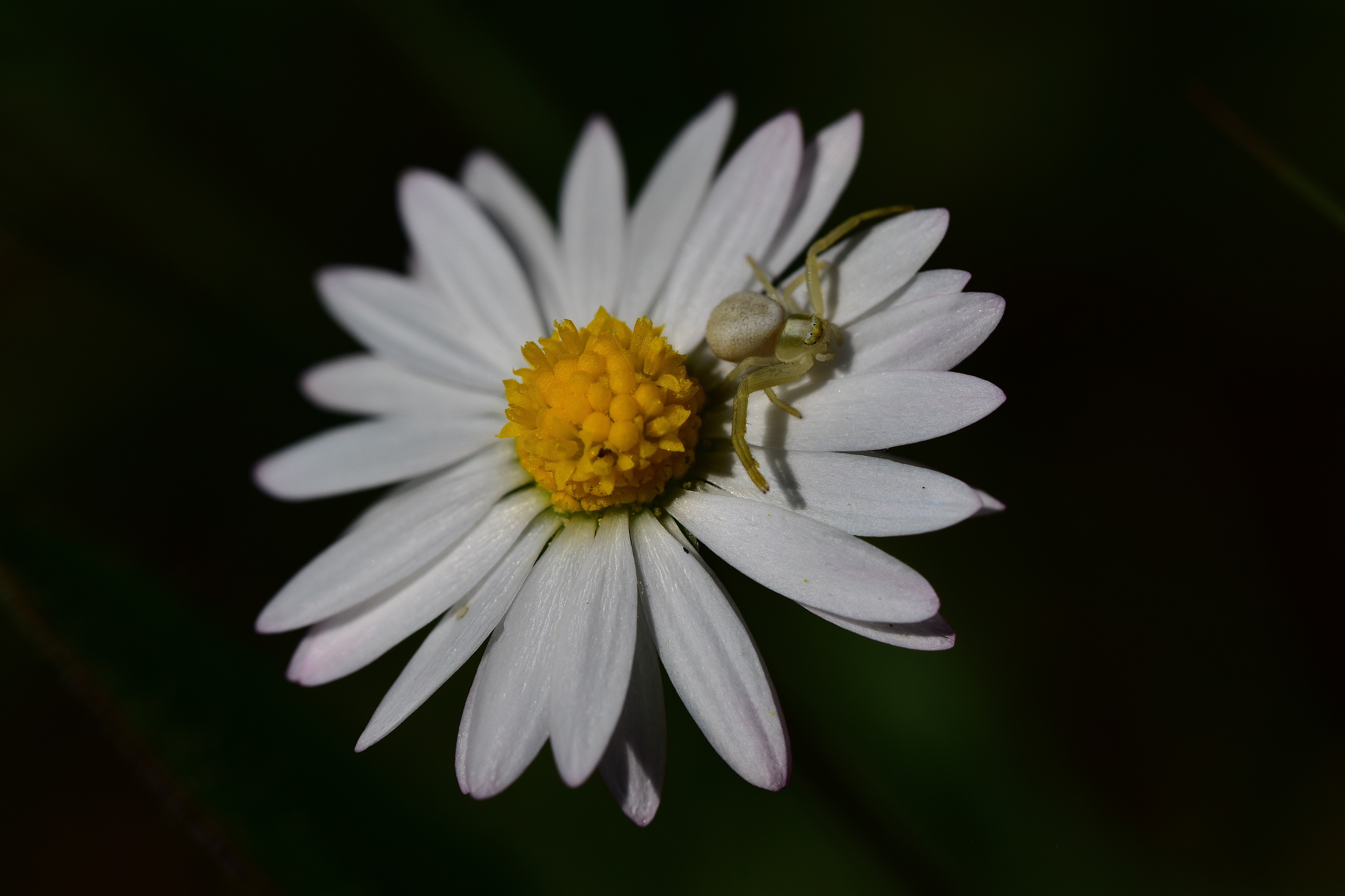 Araignées, insectes et fleurs de la forêt de moulière (les closures - la grosse boussée - la fontaine salée) photo