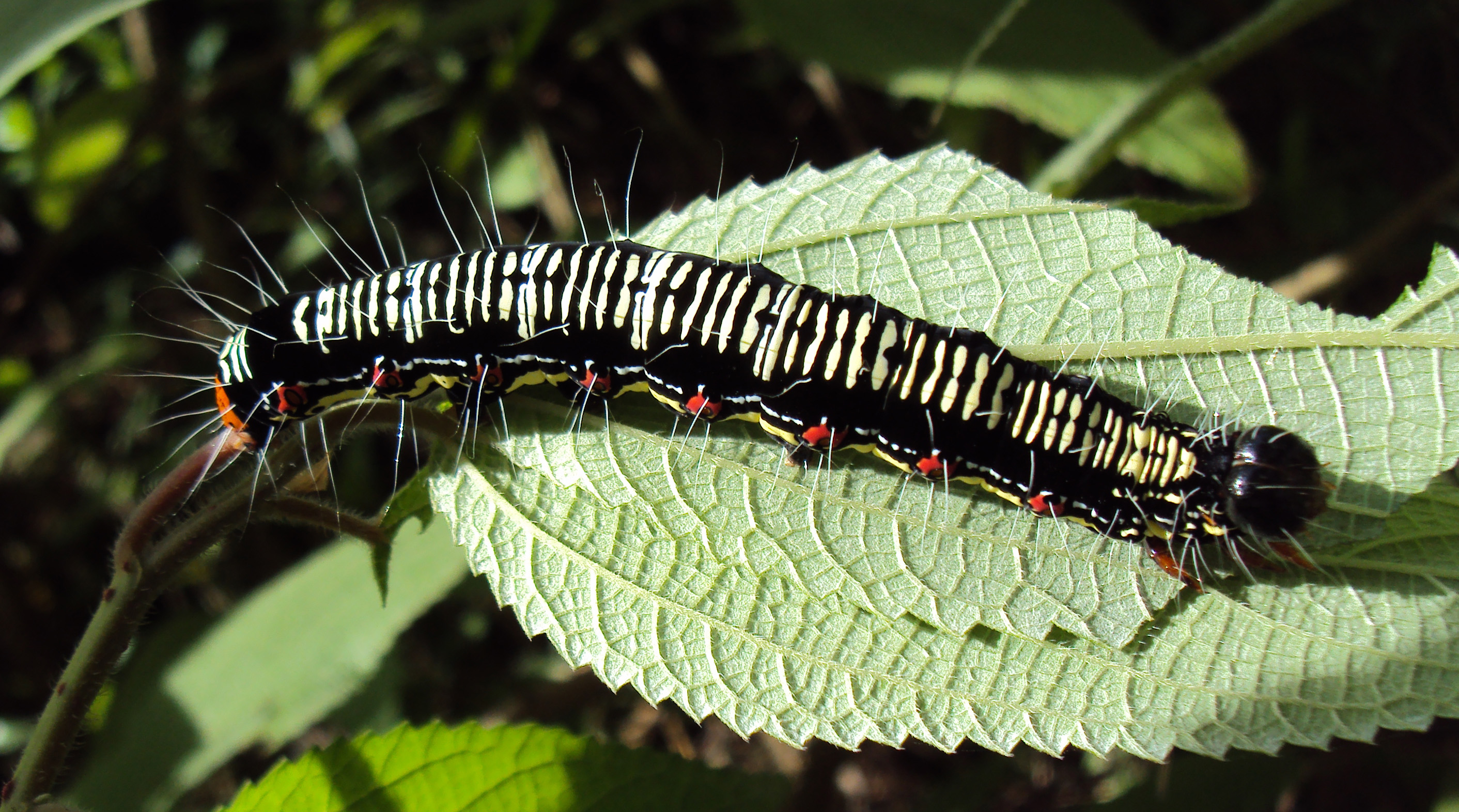 File:Arcte coerula caterpillar 07.JPG - Wikimedia Commons