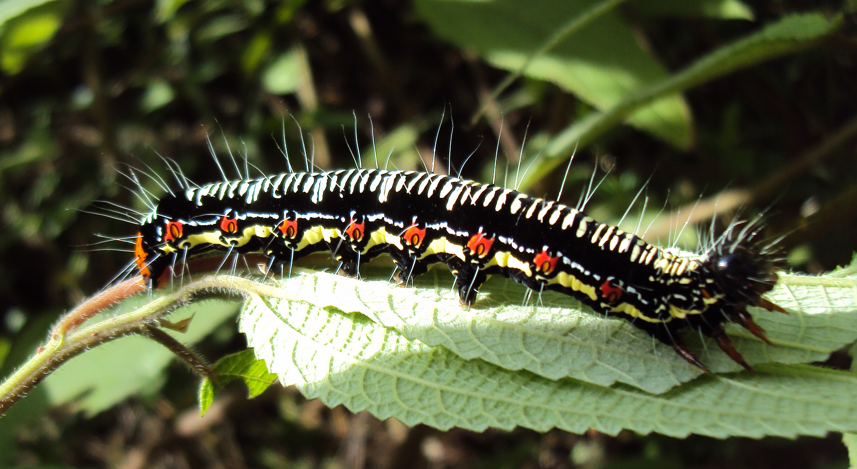 File:Arcte coerula caterpillar 06.JPG - Wikimedia Commons