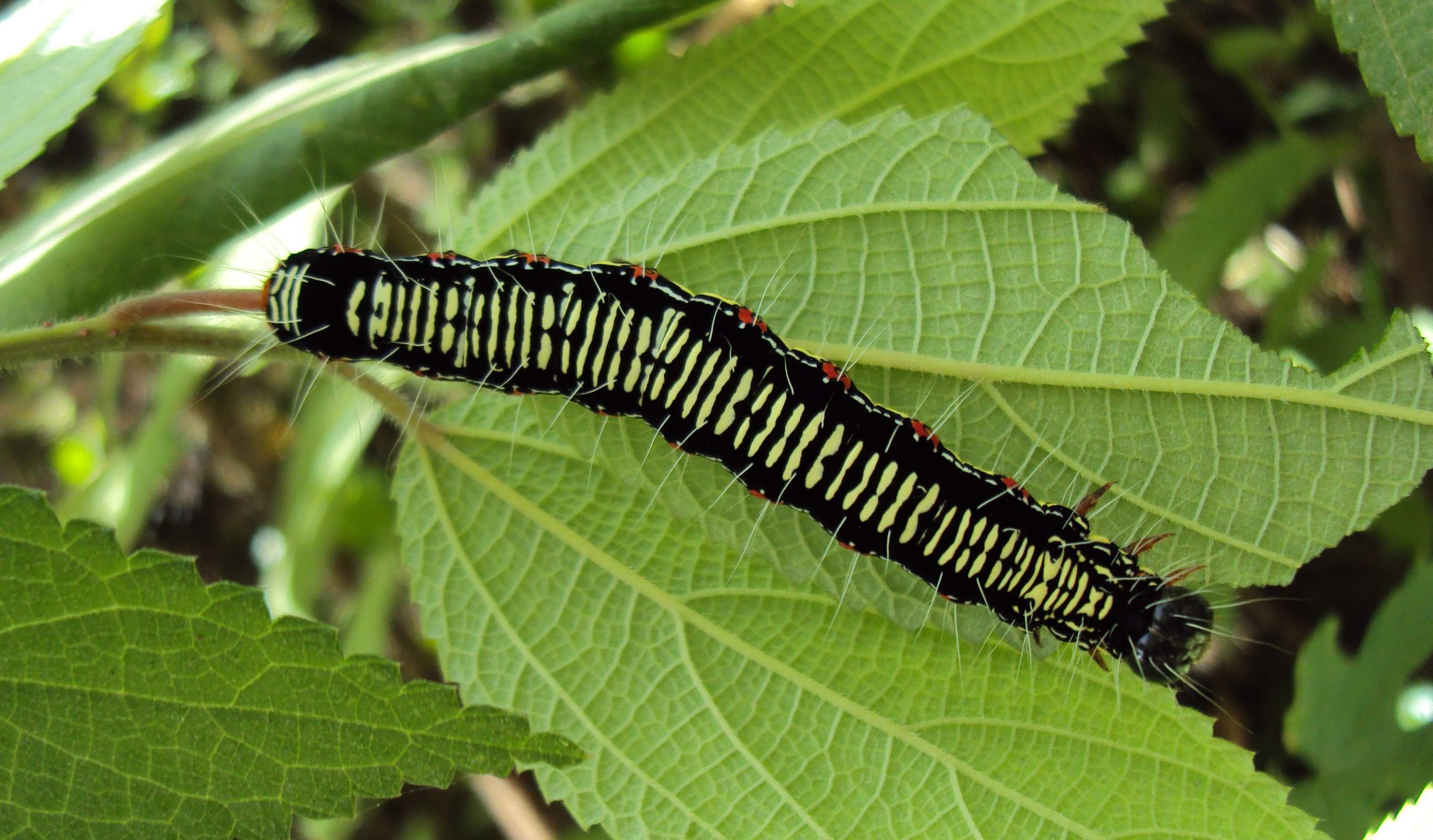 File:Arcte coerula caterpillar 03.JPG - Wikimedia Commons