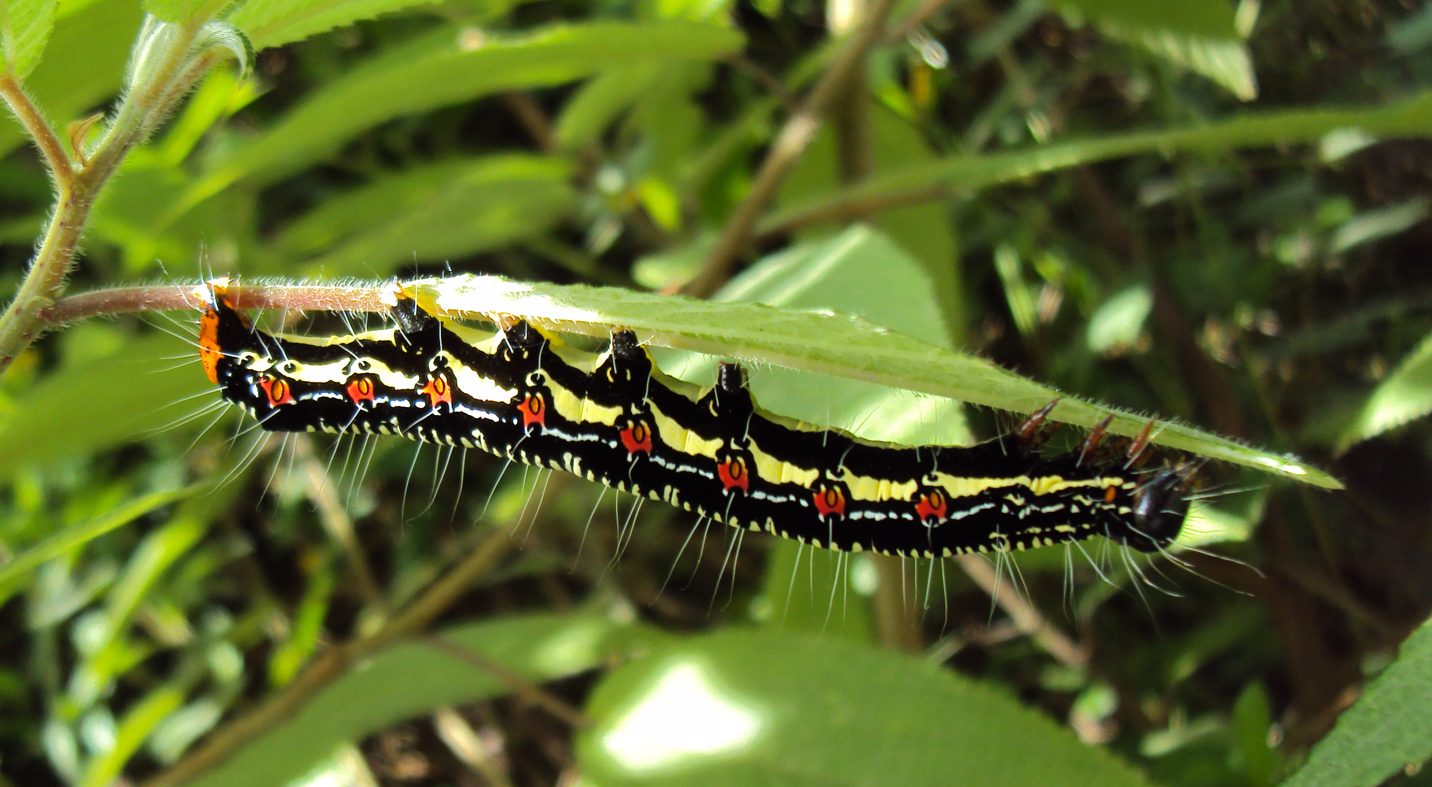 File:Arcte coerula caterpillar 01.JPG - Wikimedia Commons