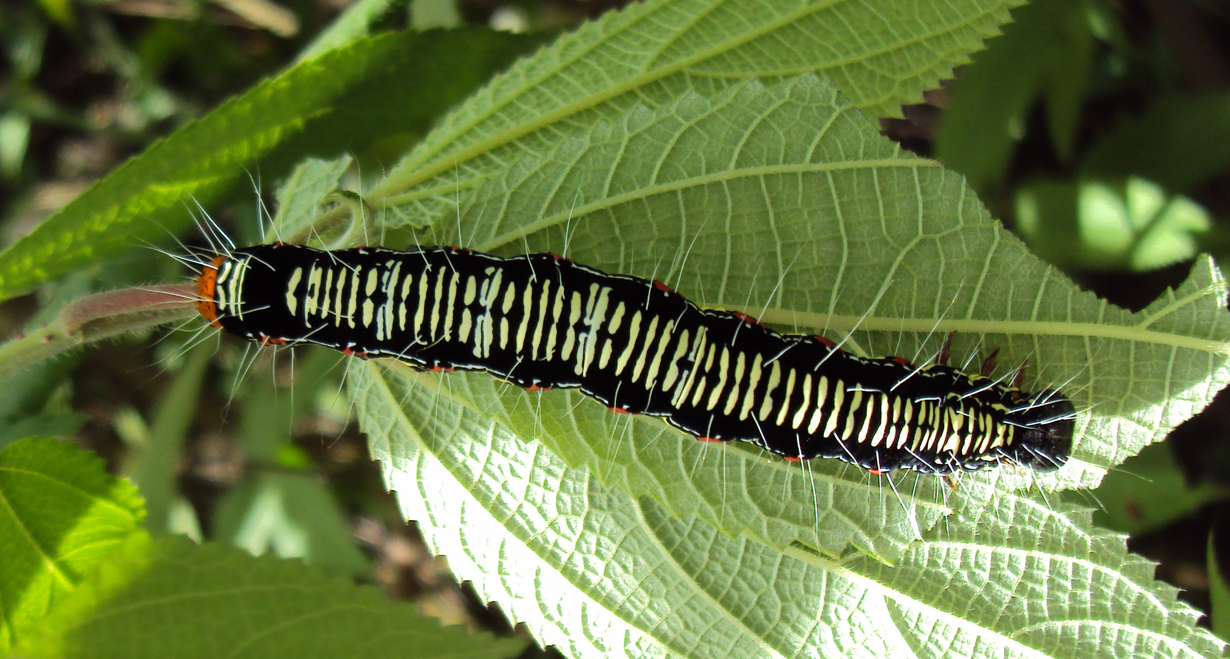 File:Arcte coerula caterpillar 08.JPG - Wikimedia Commons