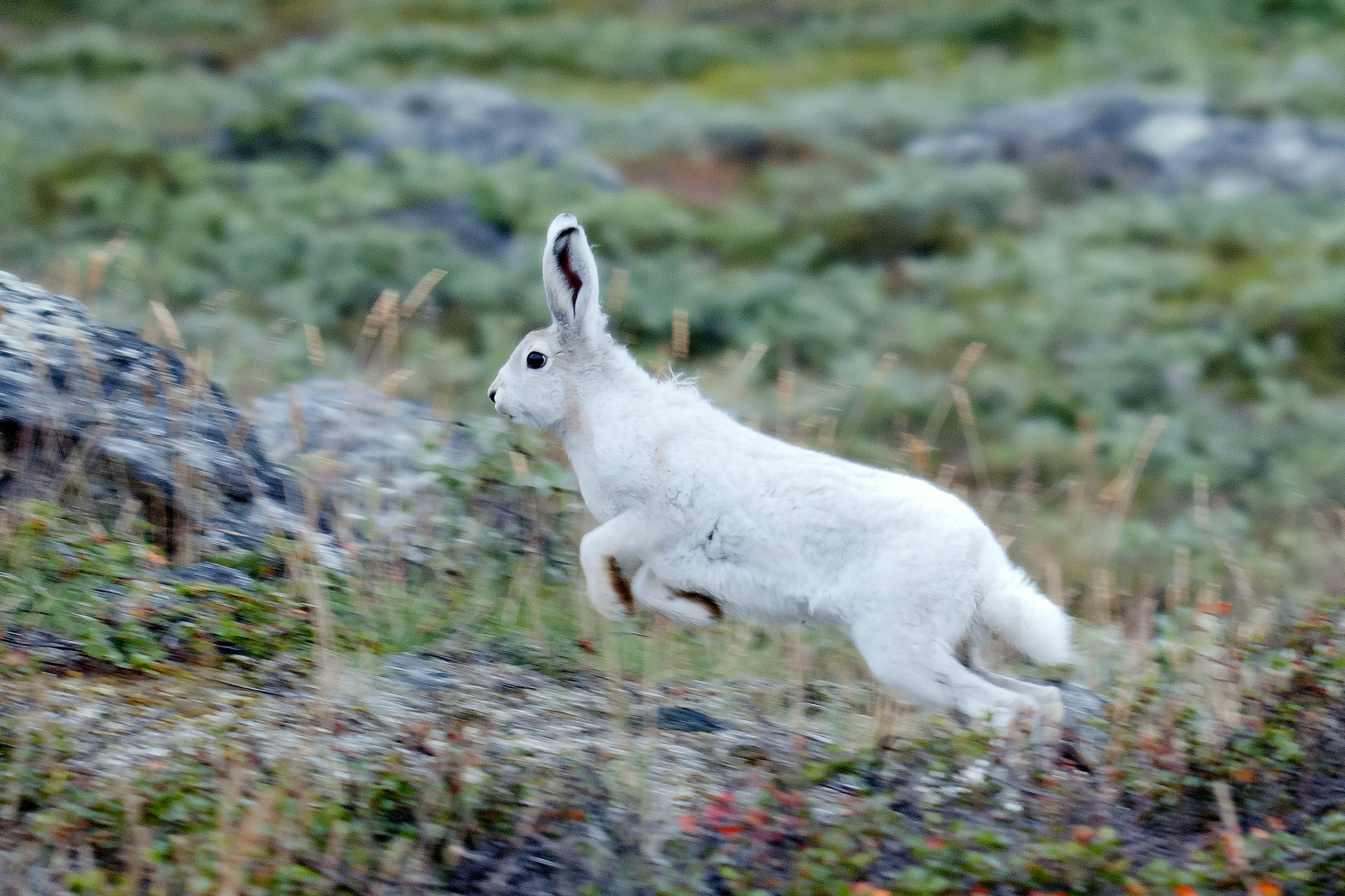 File:Arctic Hare in Greenland.jpeg - Wikimedia Commons
