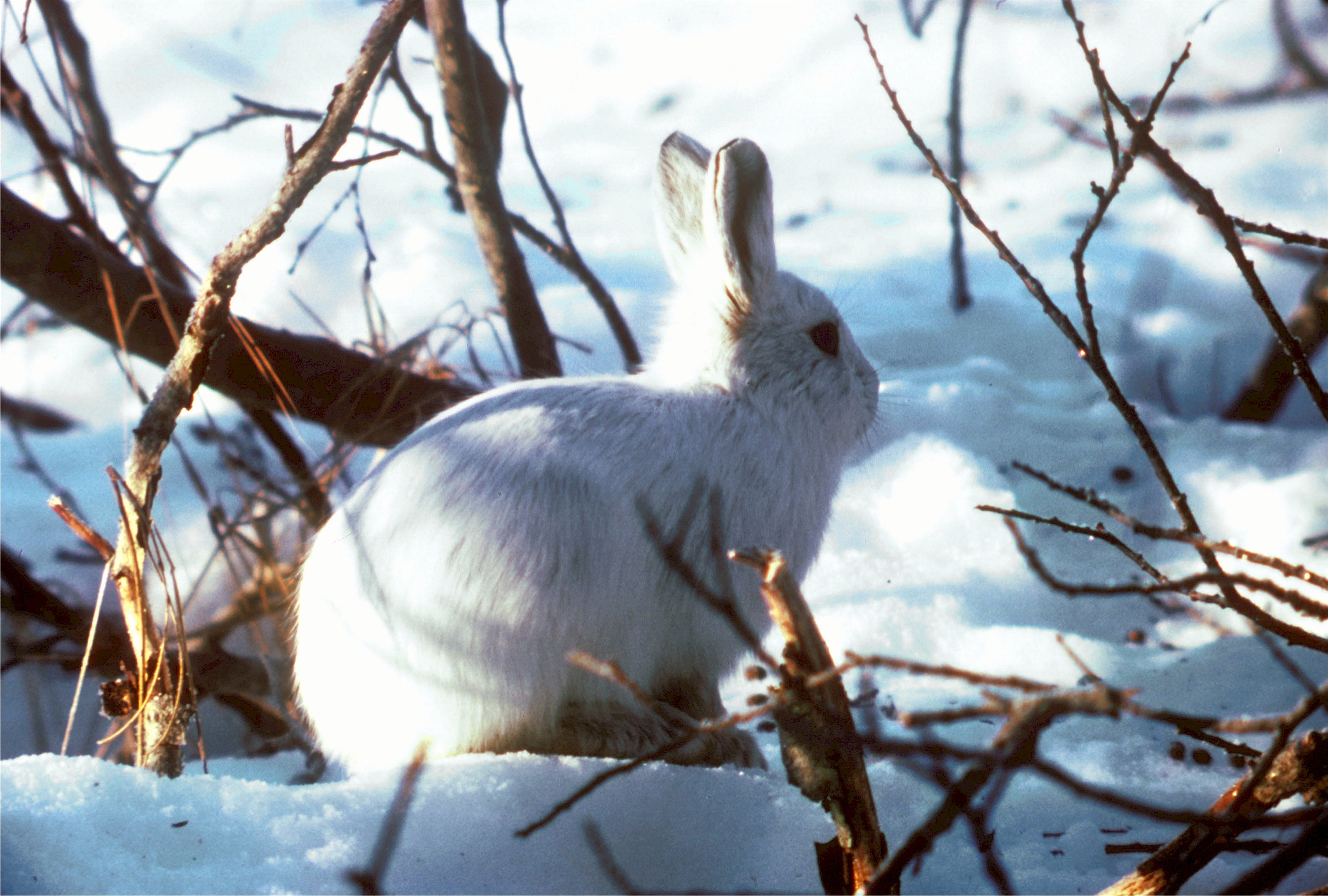 Arctic hare photo
