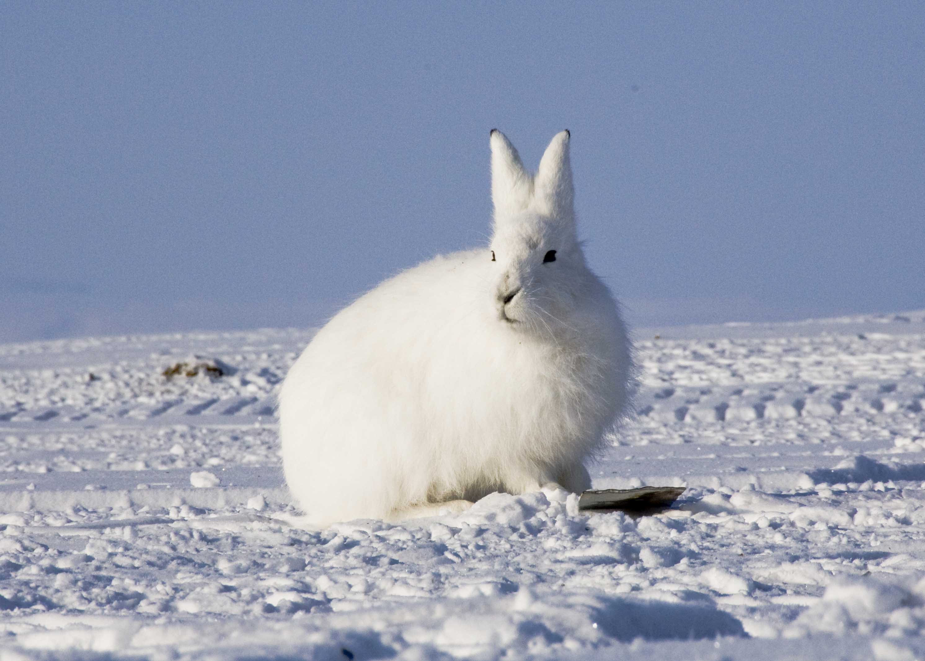 Arctic Hare - Pictures, Diet, Breeding, Life Cycle, Facts, Habitat ...