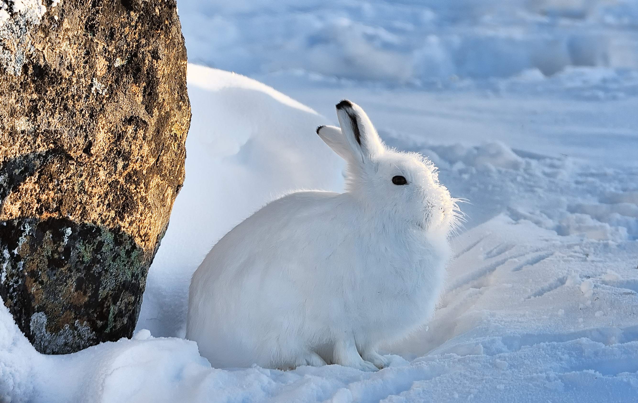 Arctic Hare | michaelhdavies.com