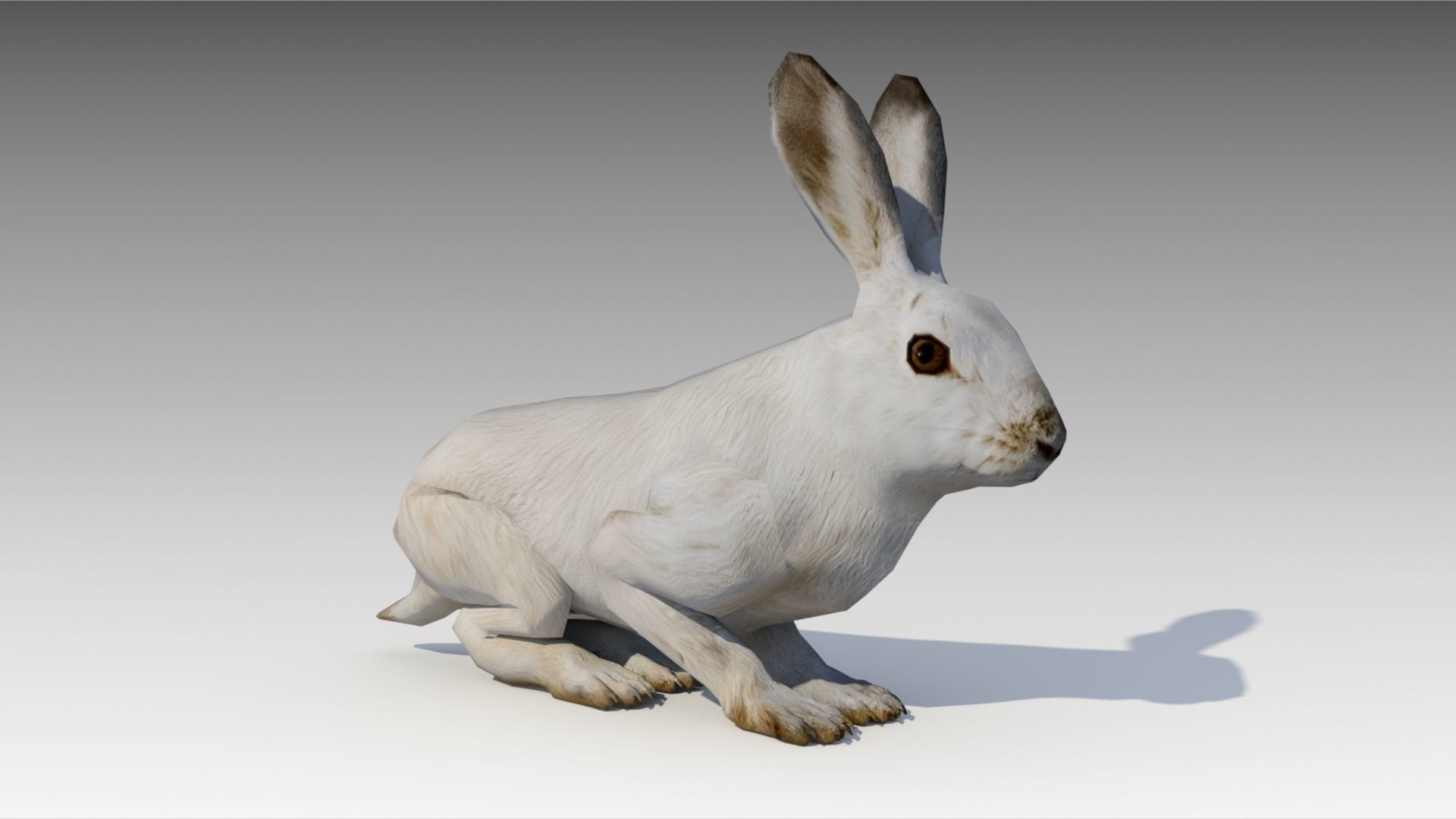 Arctic hare 3D model animated | CGTrader