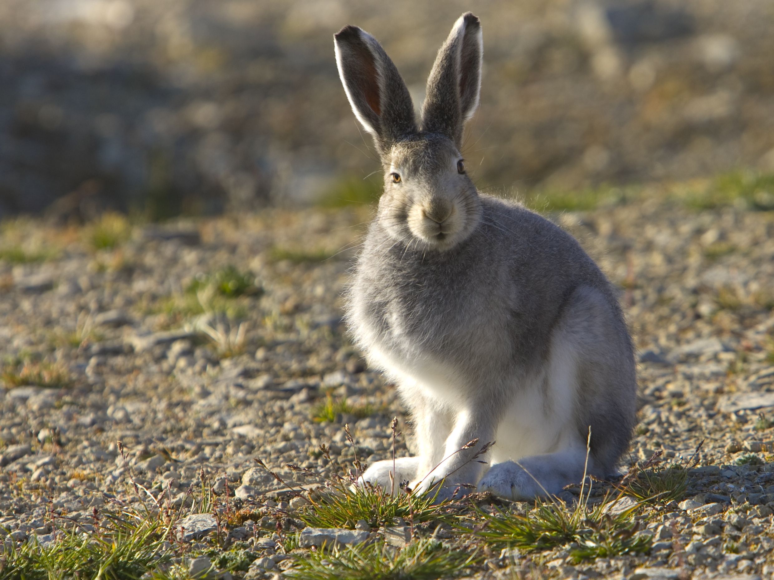 arctic tundra hare | arctic hare lepus arcticus arctic hares look ...