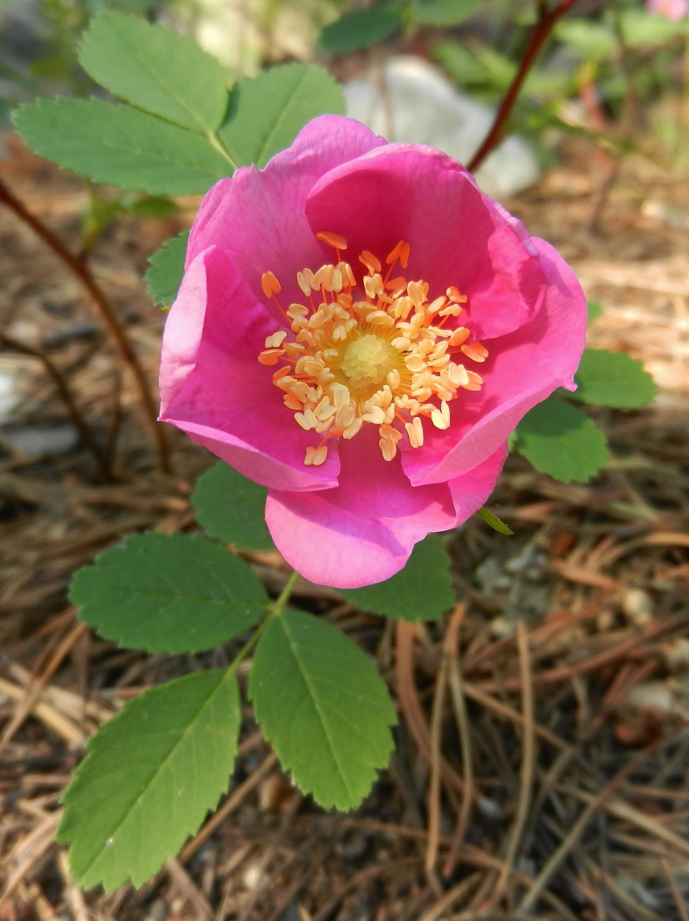 Rosa acicularis Arctic rose, Prickly rose, Bristly rose, Prickly ...