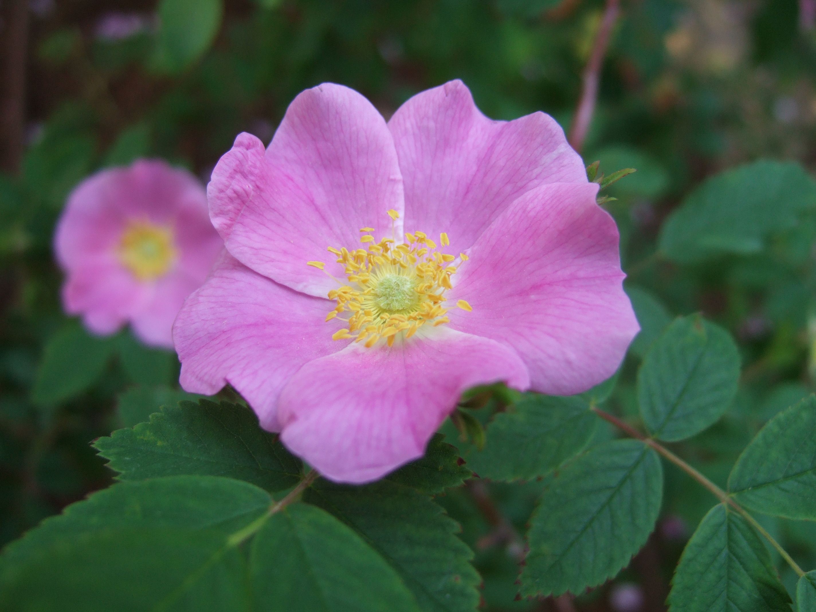 Rosa_acicularis Arctic Rose | Rosa/Ruusut | Pinterest