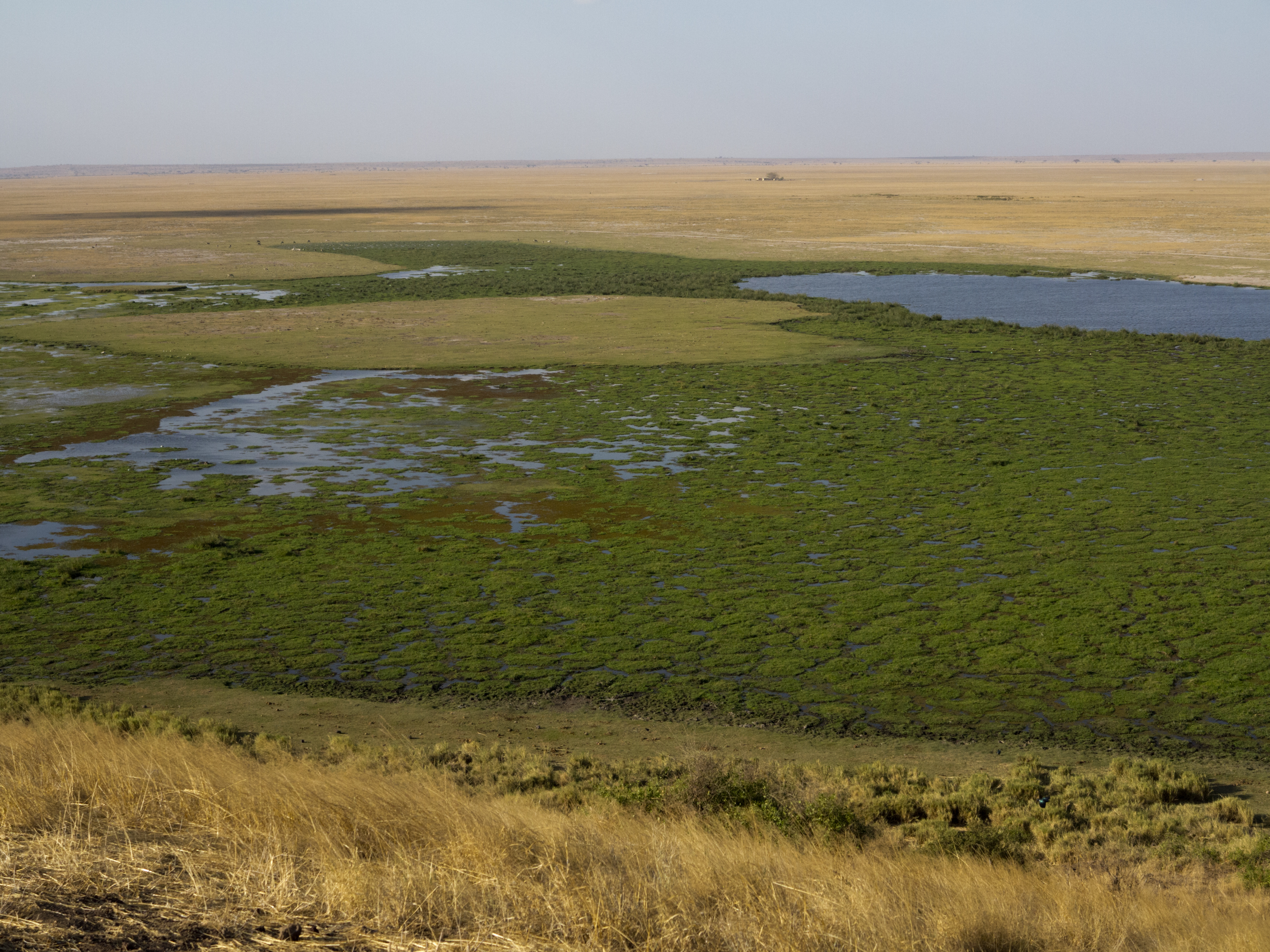 Swamp in between semi-arid land of Ambolesi National Park, Kenya ...