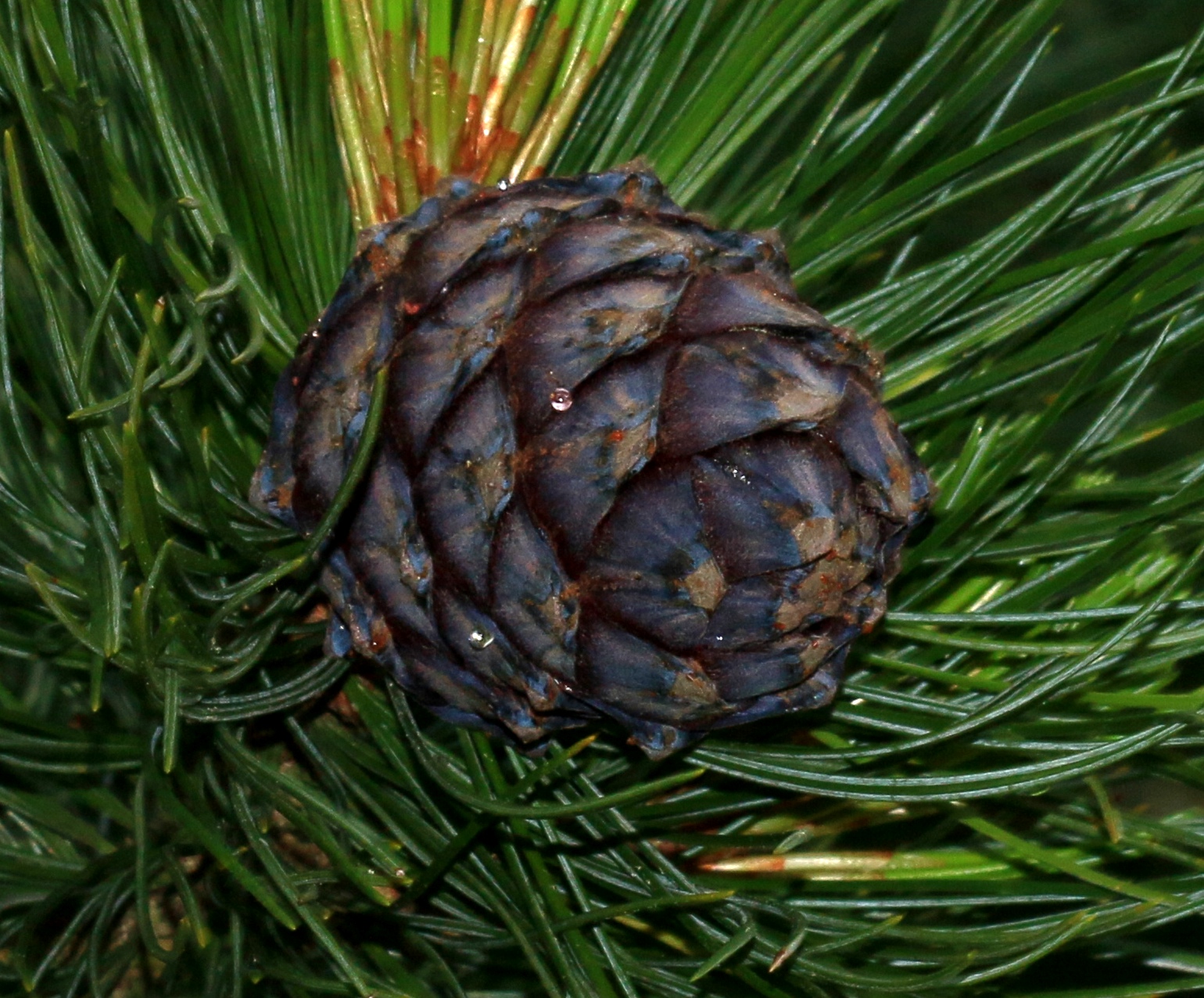 File:Pinus cembra (Arolla Pine) - immature cone - Flickr - S. Rae ...