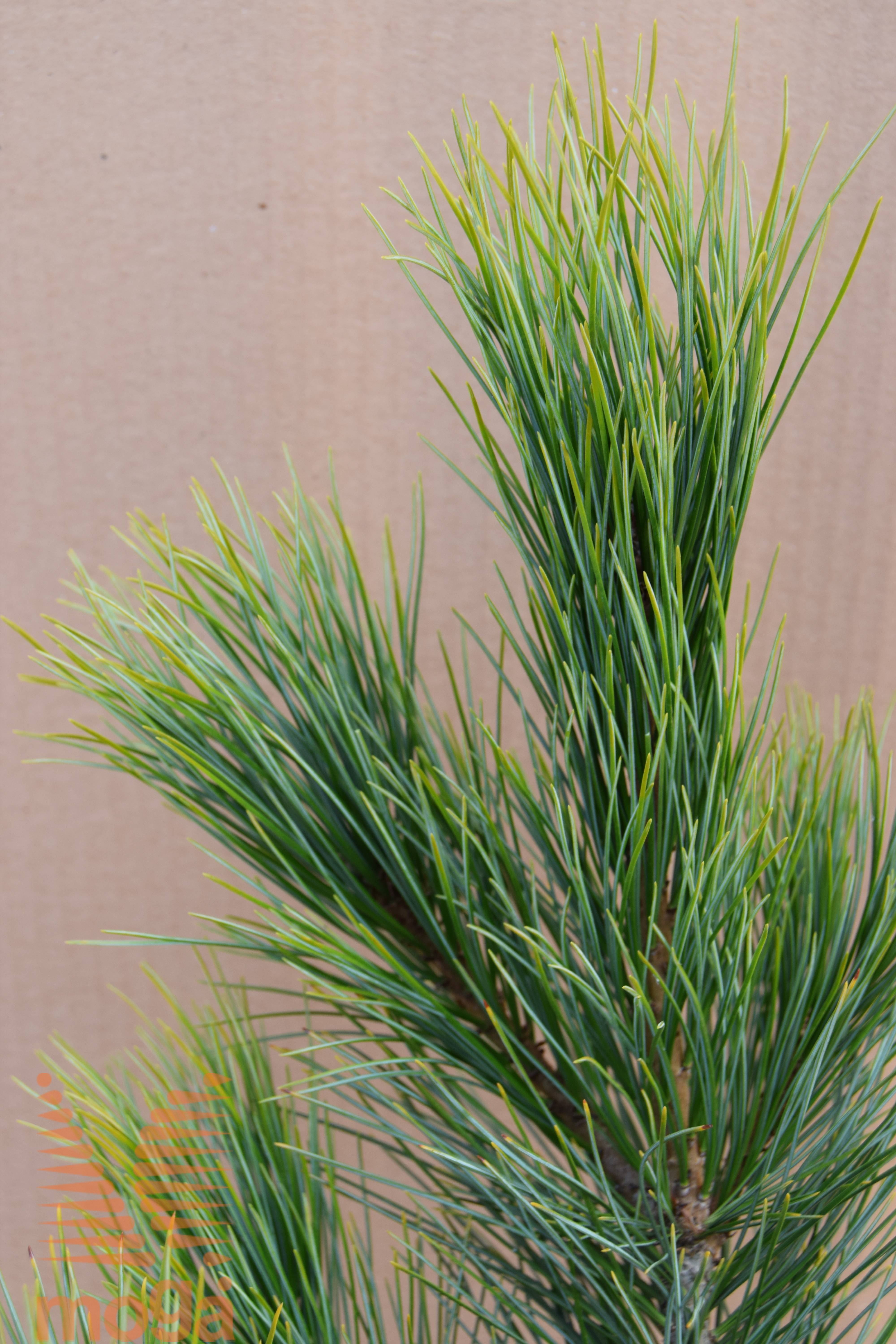 arolla pine 