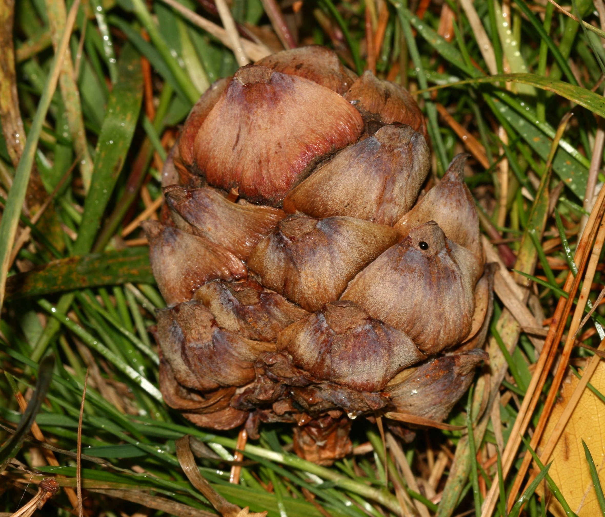 File:Pinus cembra (Arolla Pine) - cone - Flickr - S. Rae.jpg ...