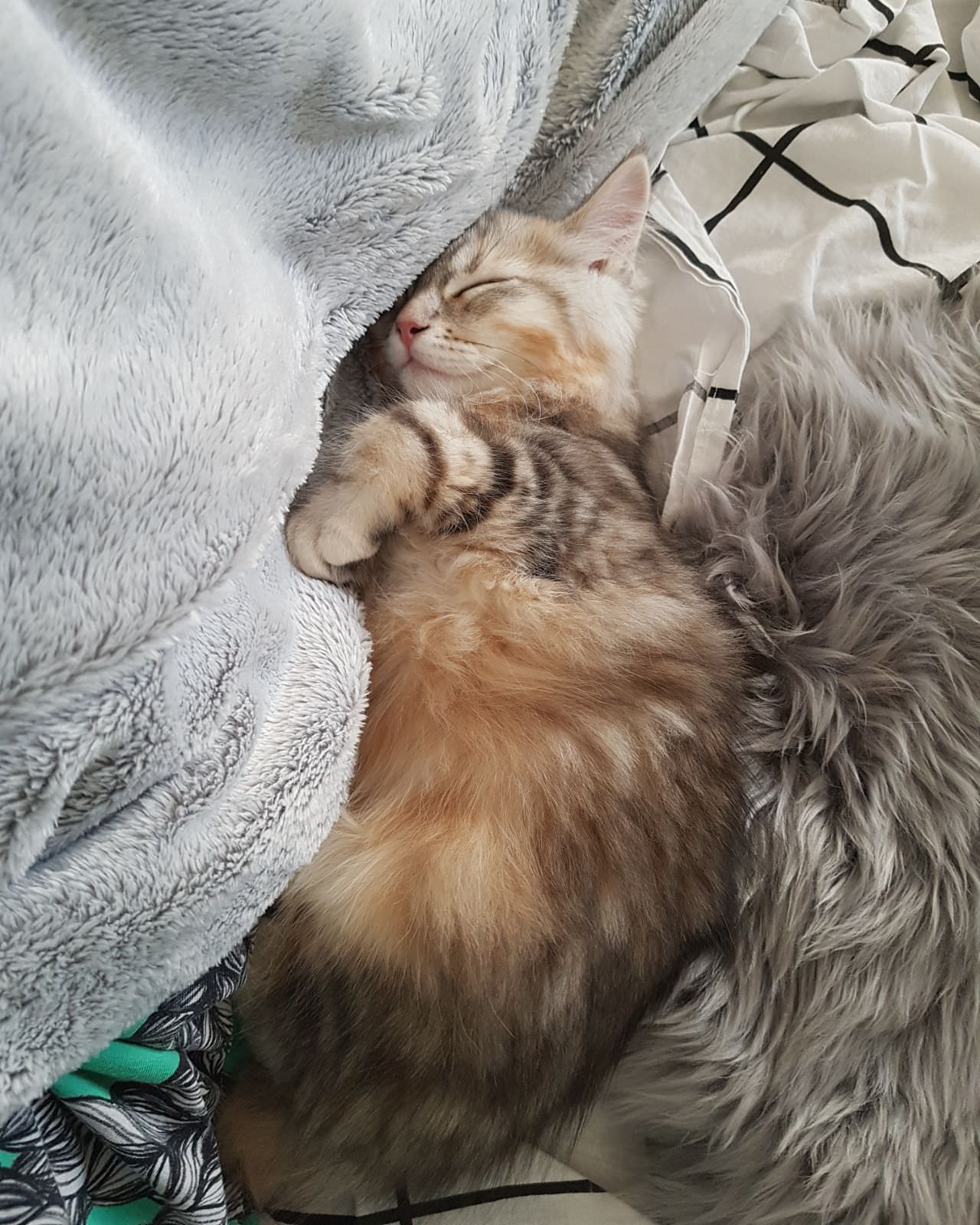 Arthas 'The Lich King', Siberian Cat. Enjoy this small gallery of ...