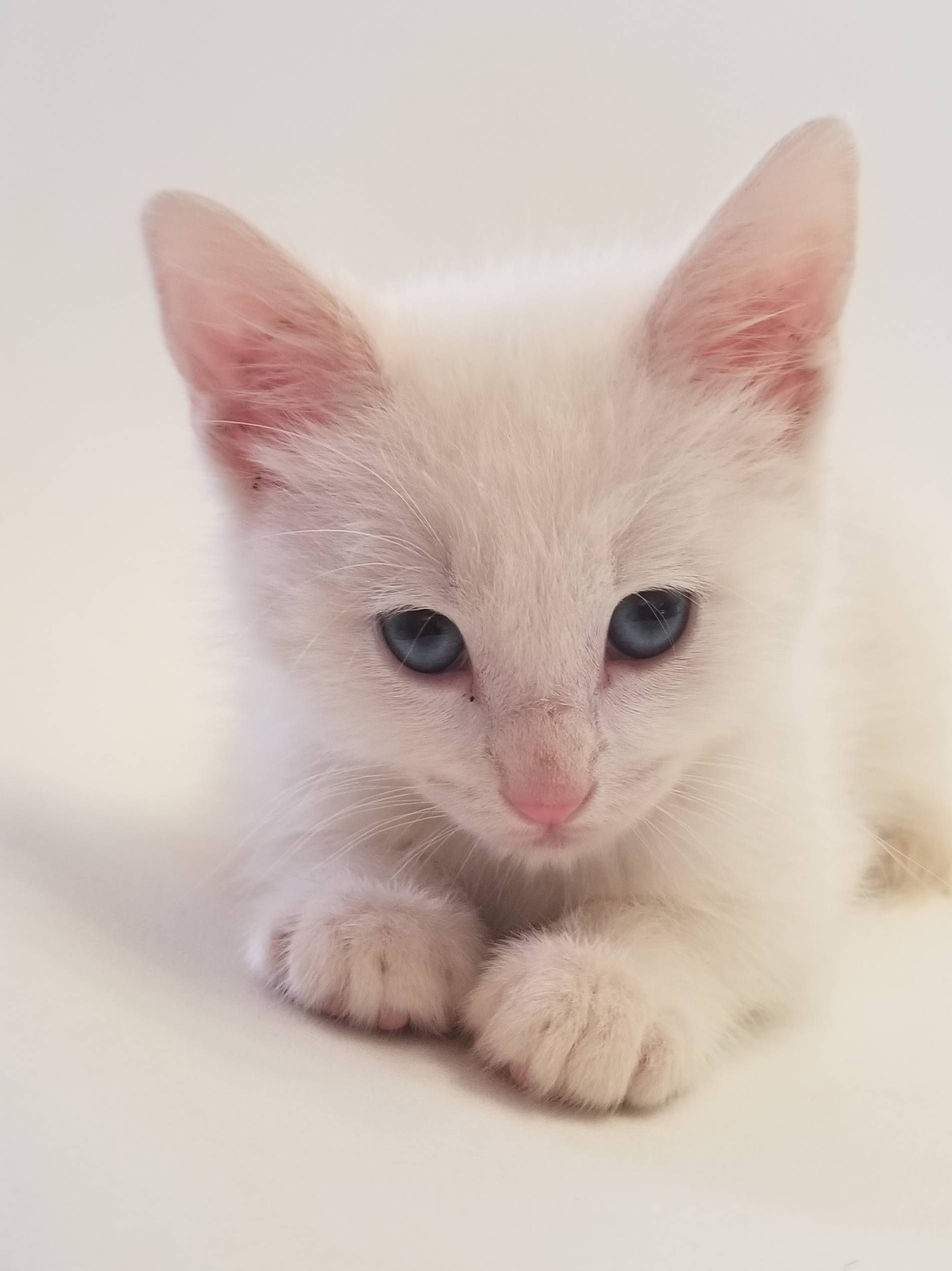 Reddit meet our kitty Arthas! http://ift.tt/2EMA2sw | Awww ...