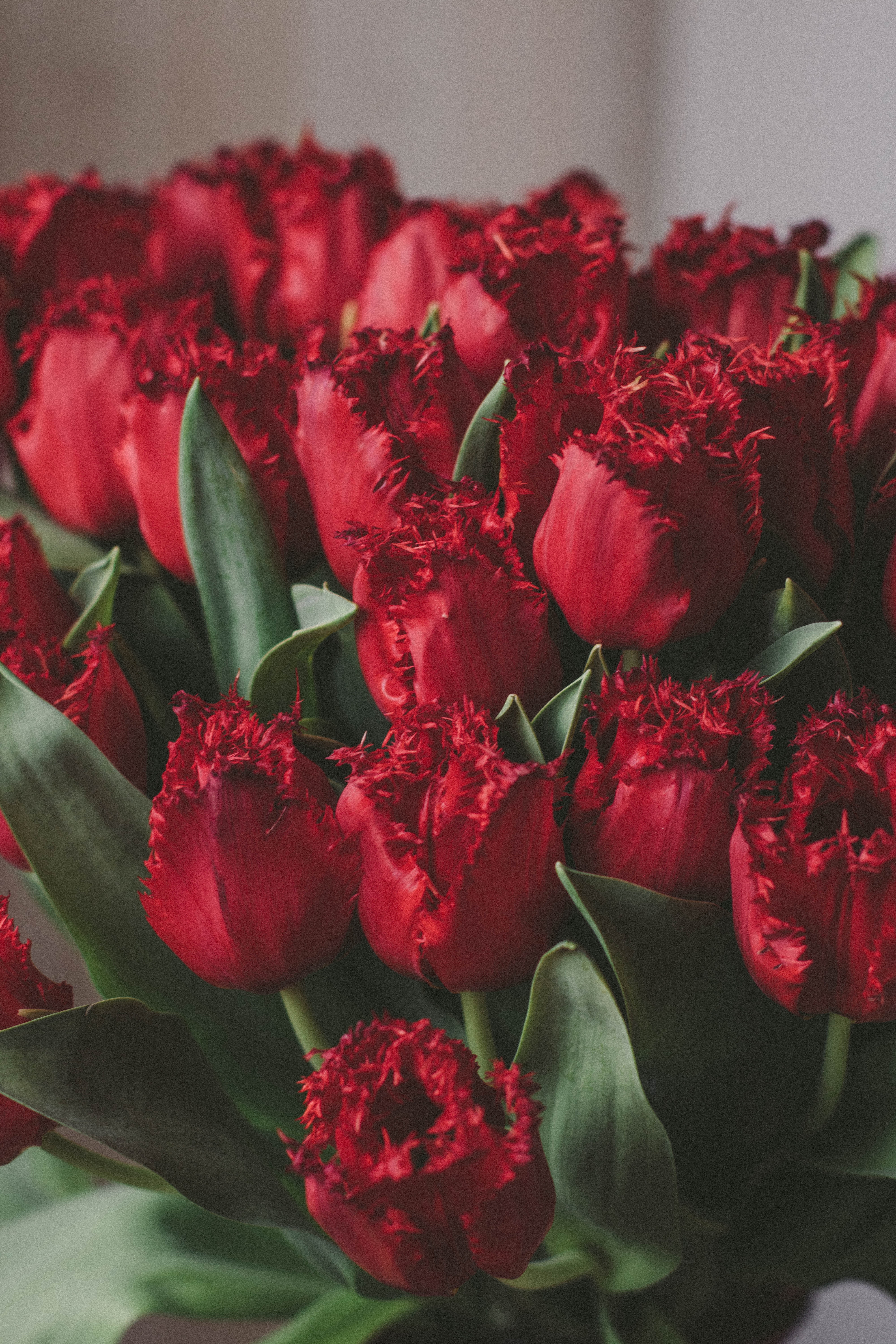 Artificial red tulips photo