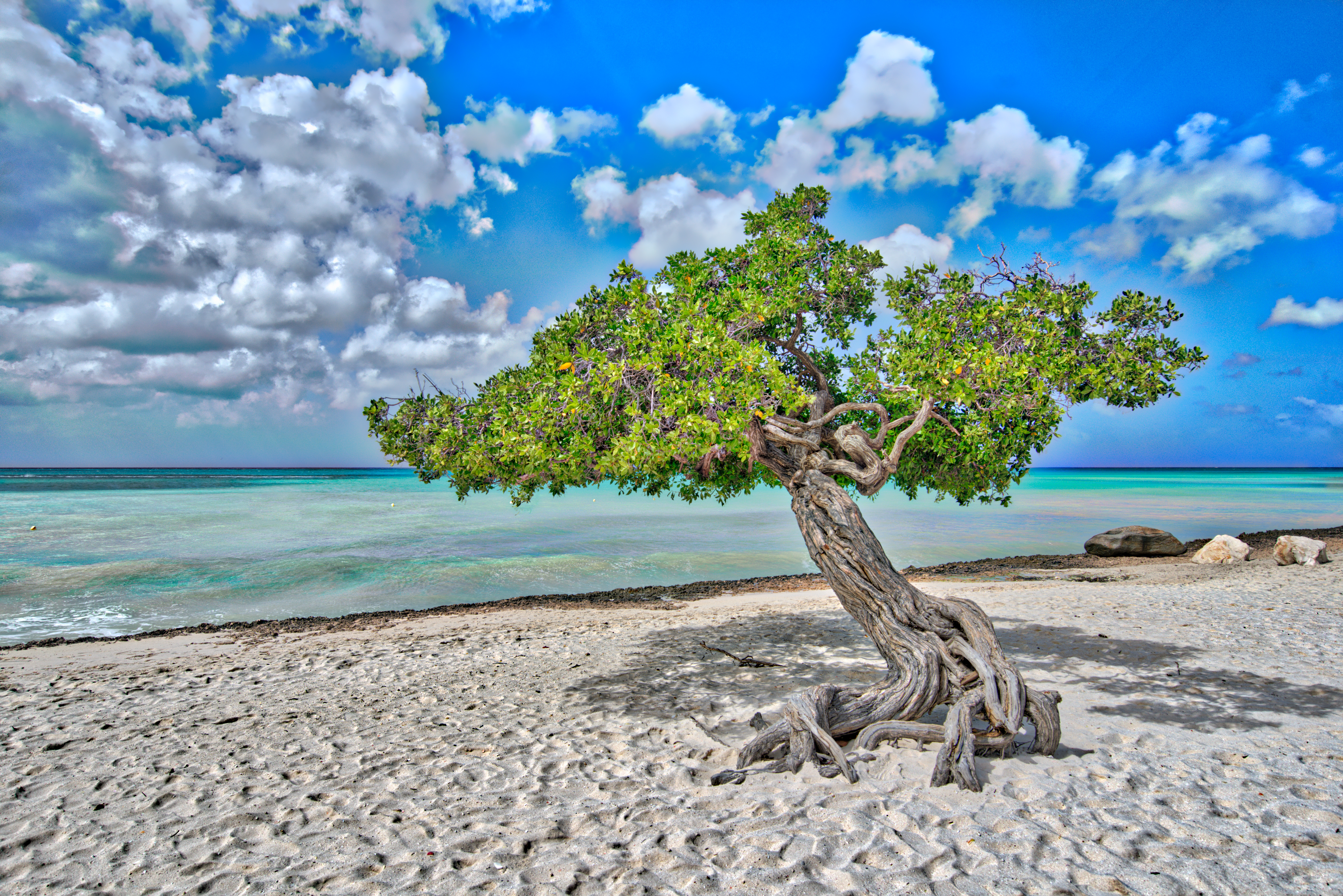 Beach tree. Деревья диви-диви на Арубе. Деревья на пляже. Дерево на берегу моря. Море деревьев.