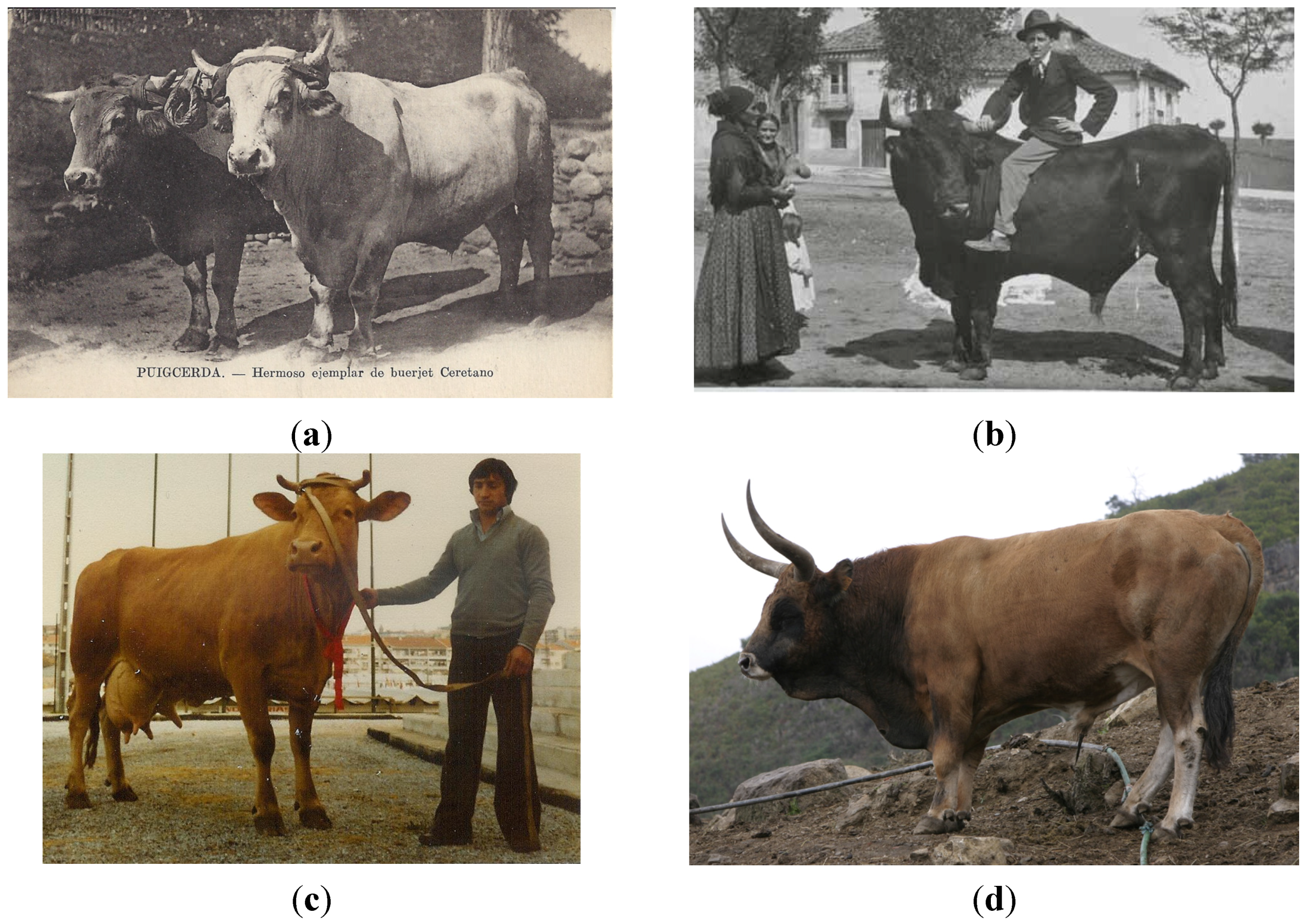 Diversity | Free Full-Text | On the History of Cattle Genetic ...