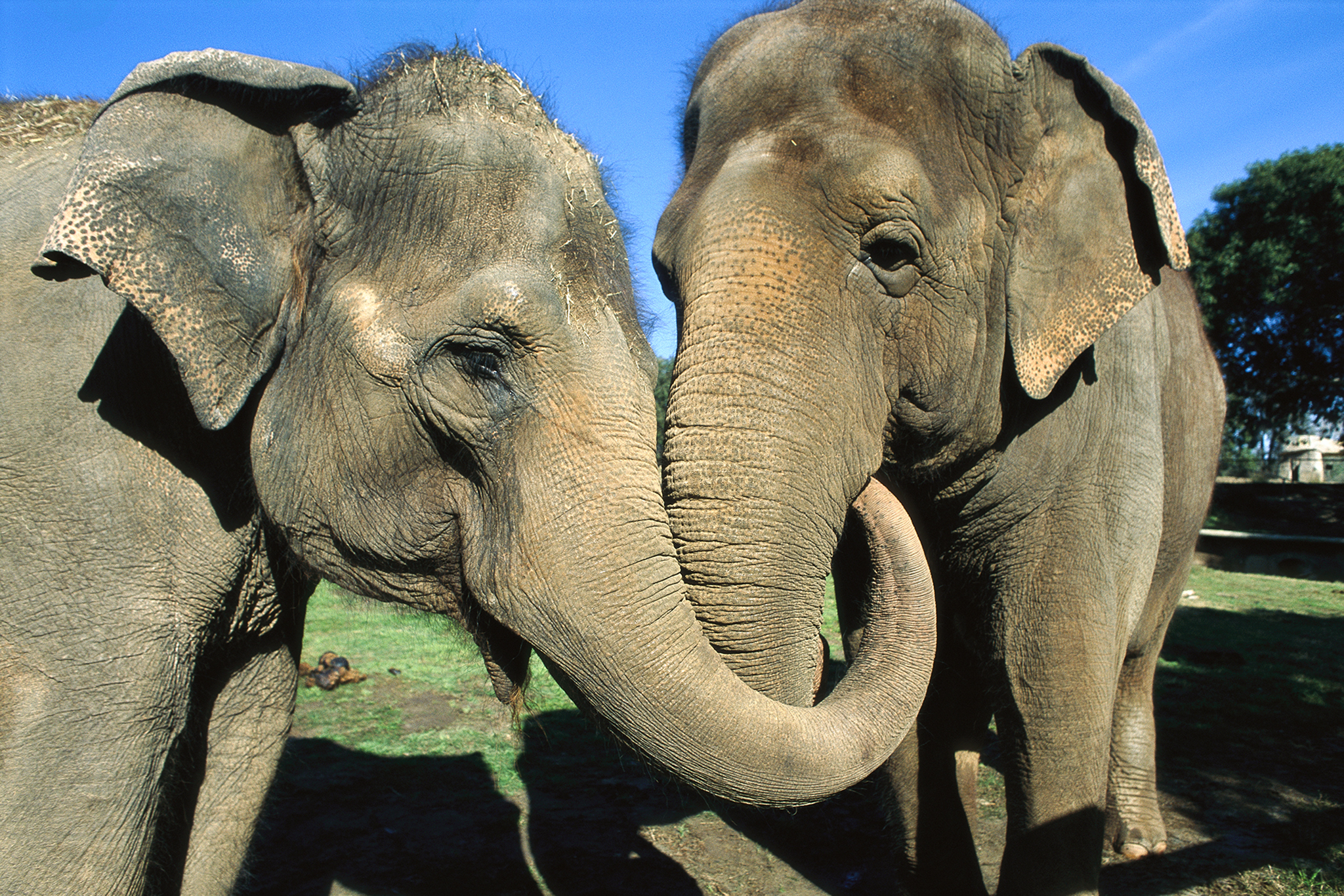 Surprise: Elephants Comfort Upset Friends