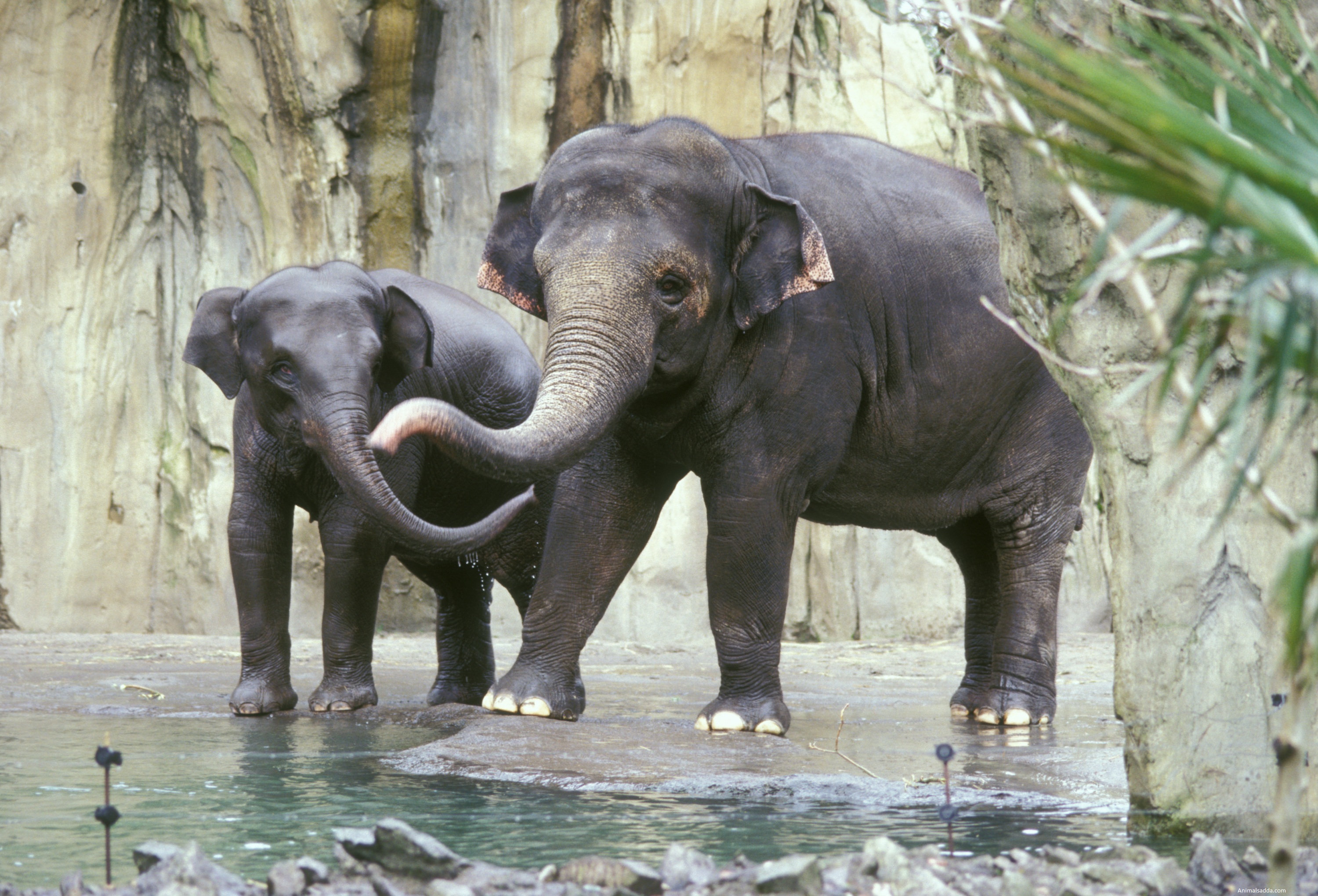 Asian Elephant - Pictures, Diet, Breeding, Life Cycle, Facts ...