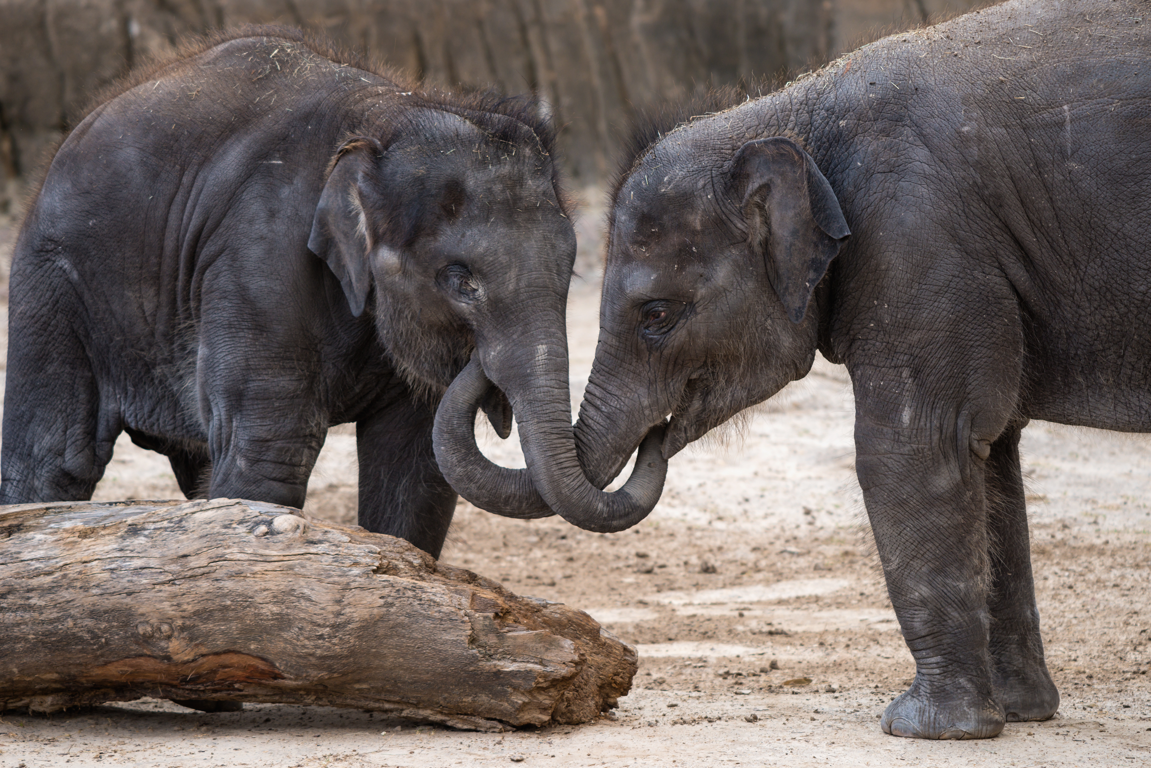 New at the Zoo - Asian elephant