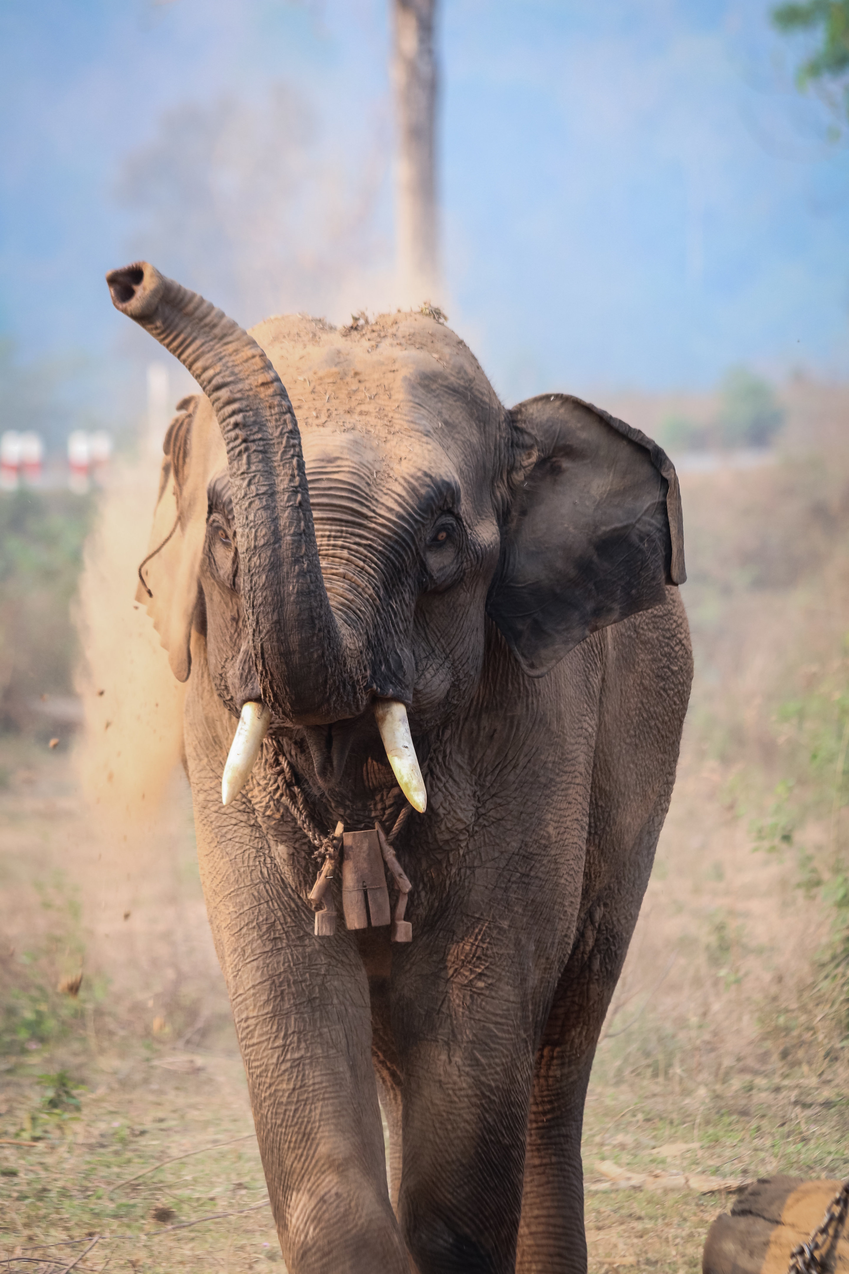 Asian elephants have different personality traits just like humans