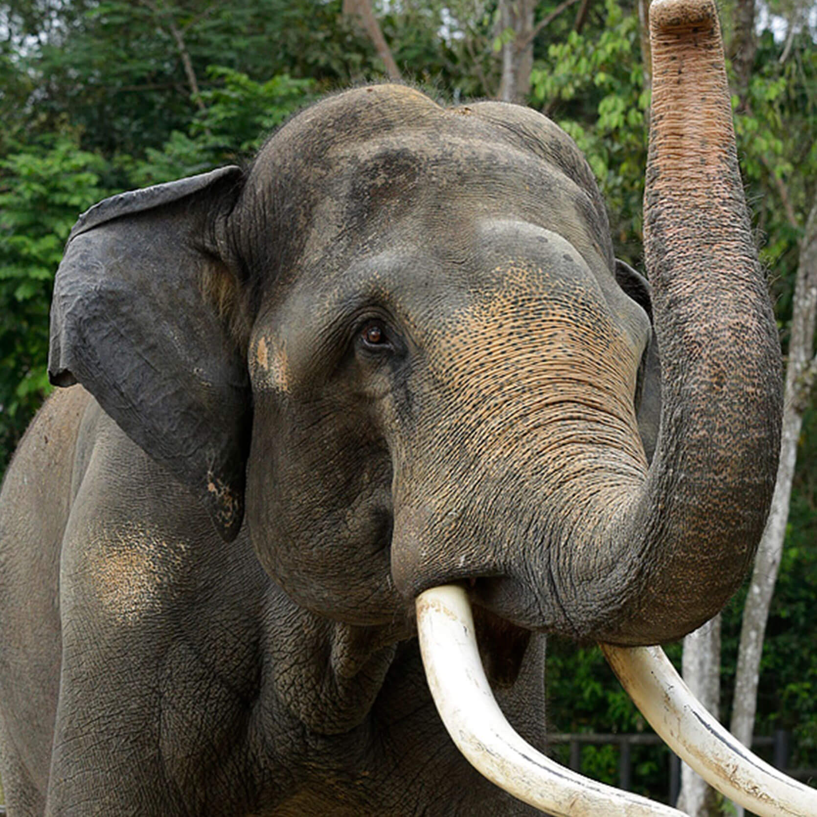 Asian Elephant - Night Safari | Wildlife Reserves Singapore
