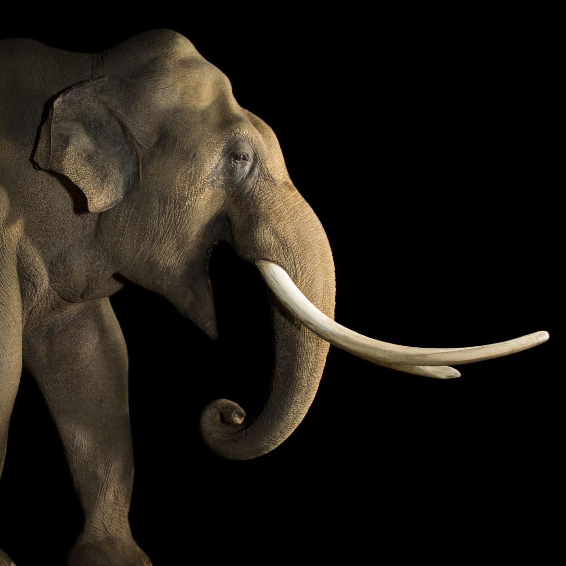 Asian Elephant | National Geographic