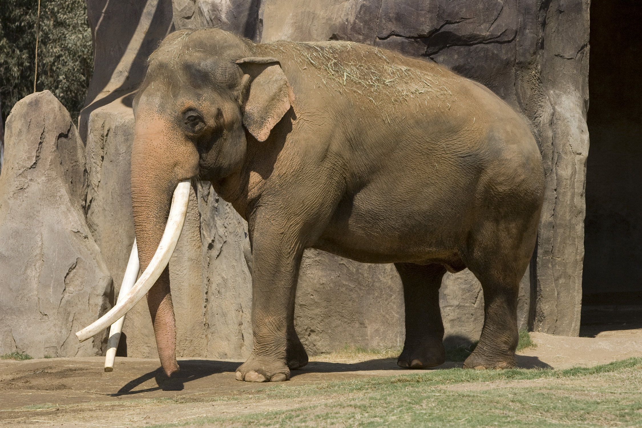 Asian elephant | Zoo around The world