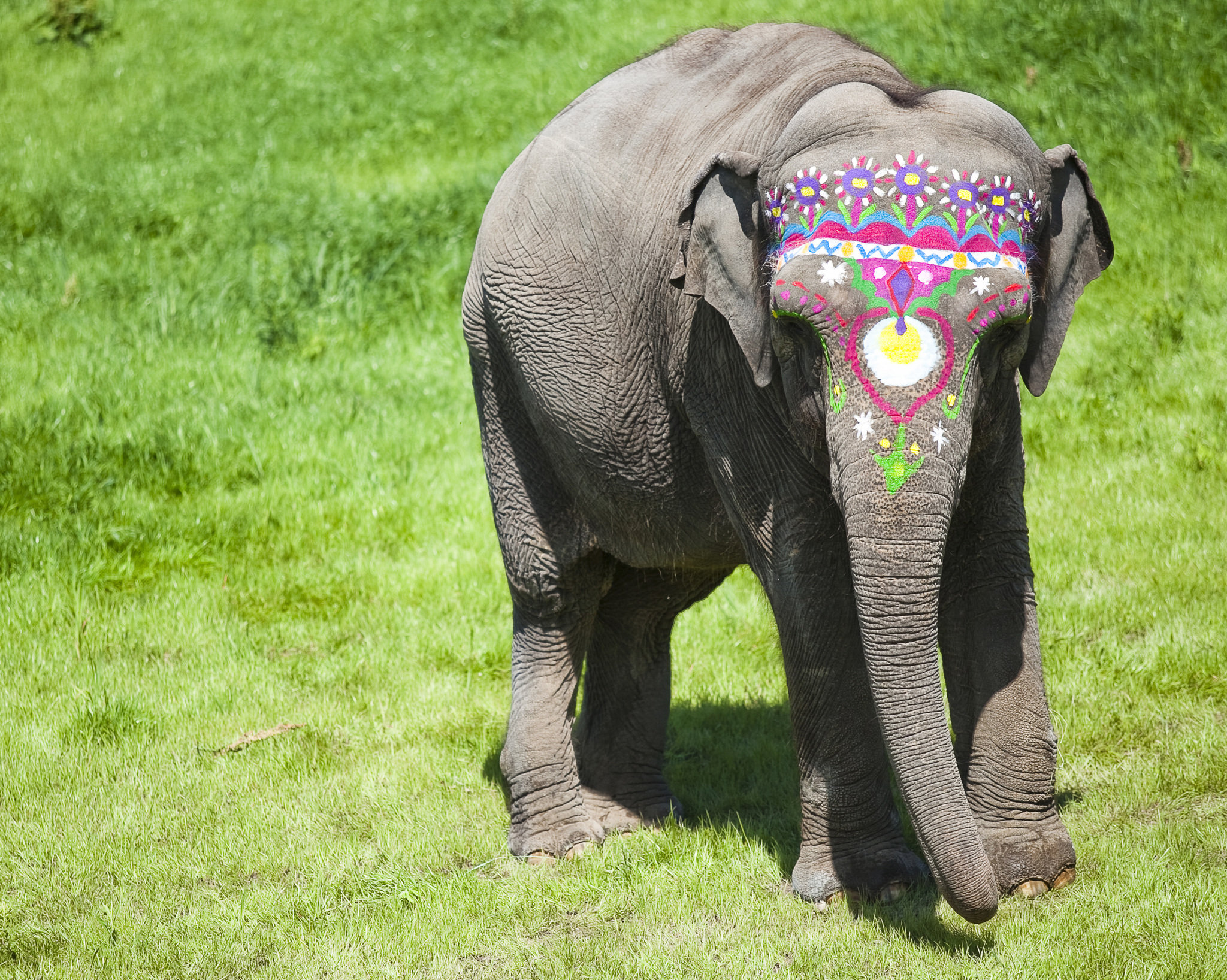 Celebrate Asian Elephant Extravaganza and Siri's 50th birthday on ...