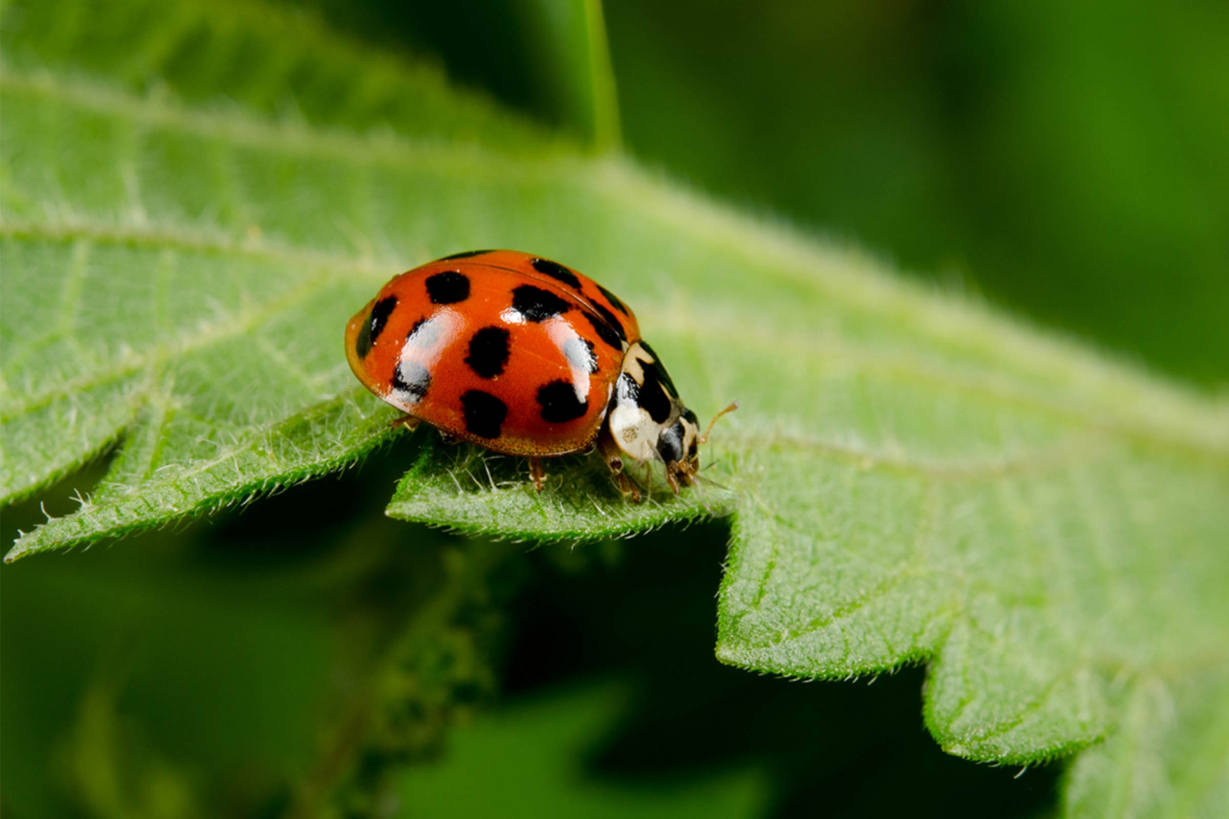 Asian ladybug photo