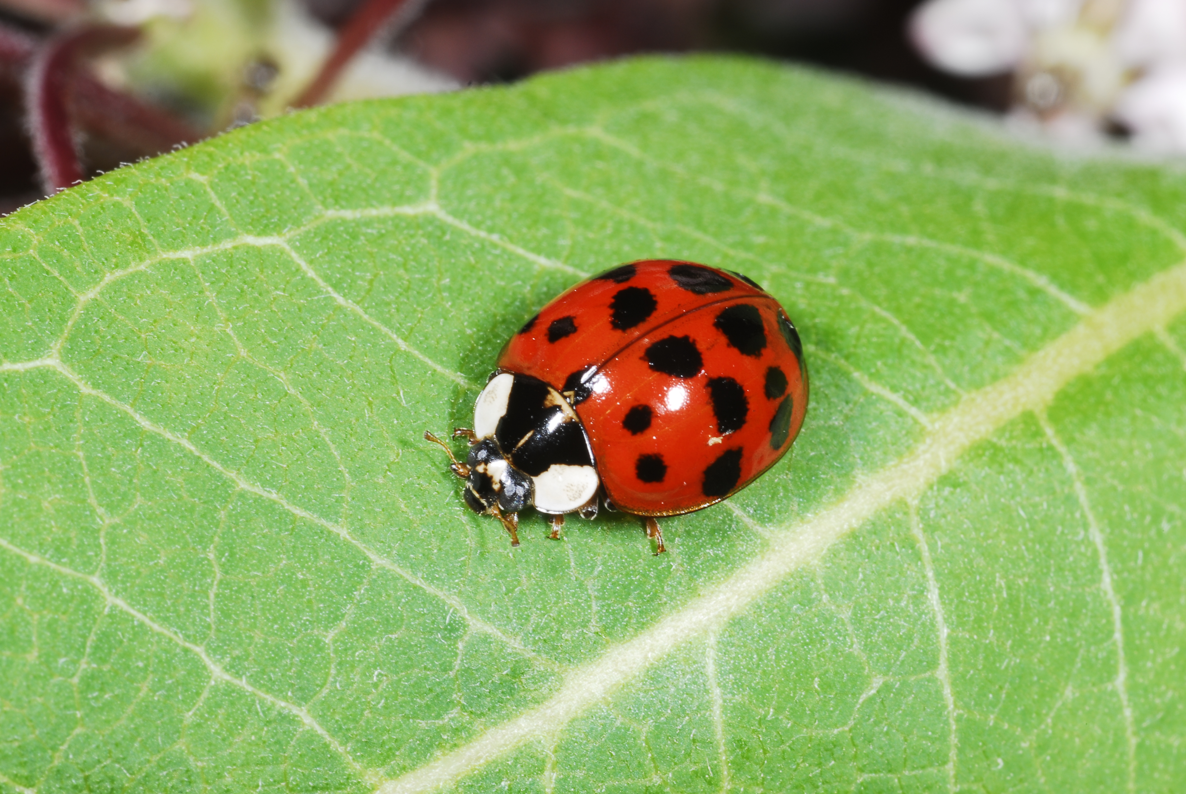 Know You Pests and Recognize Their Enemies: Ladybugs | Kentucky Pest ...